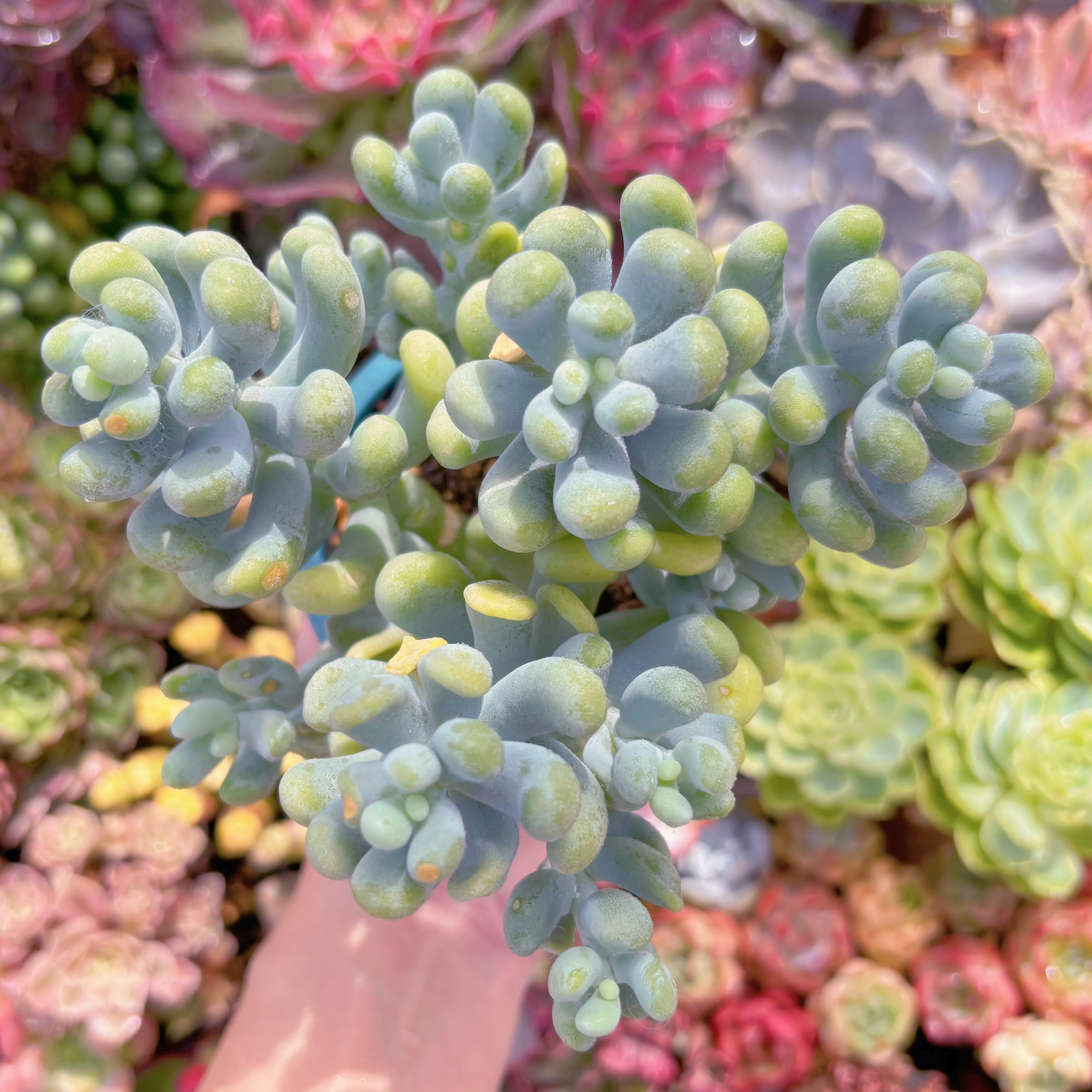 現品　バナナ美人#B58　大群生　るる農園