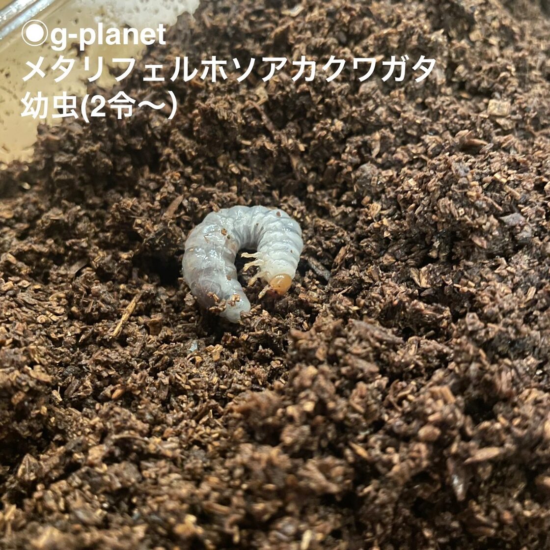 ◇メタリフェルホソアカクワガタ【幼虫 2令〜 4匹セット】 | PAY ID