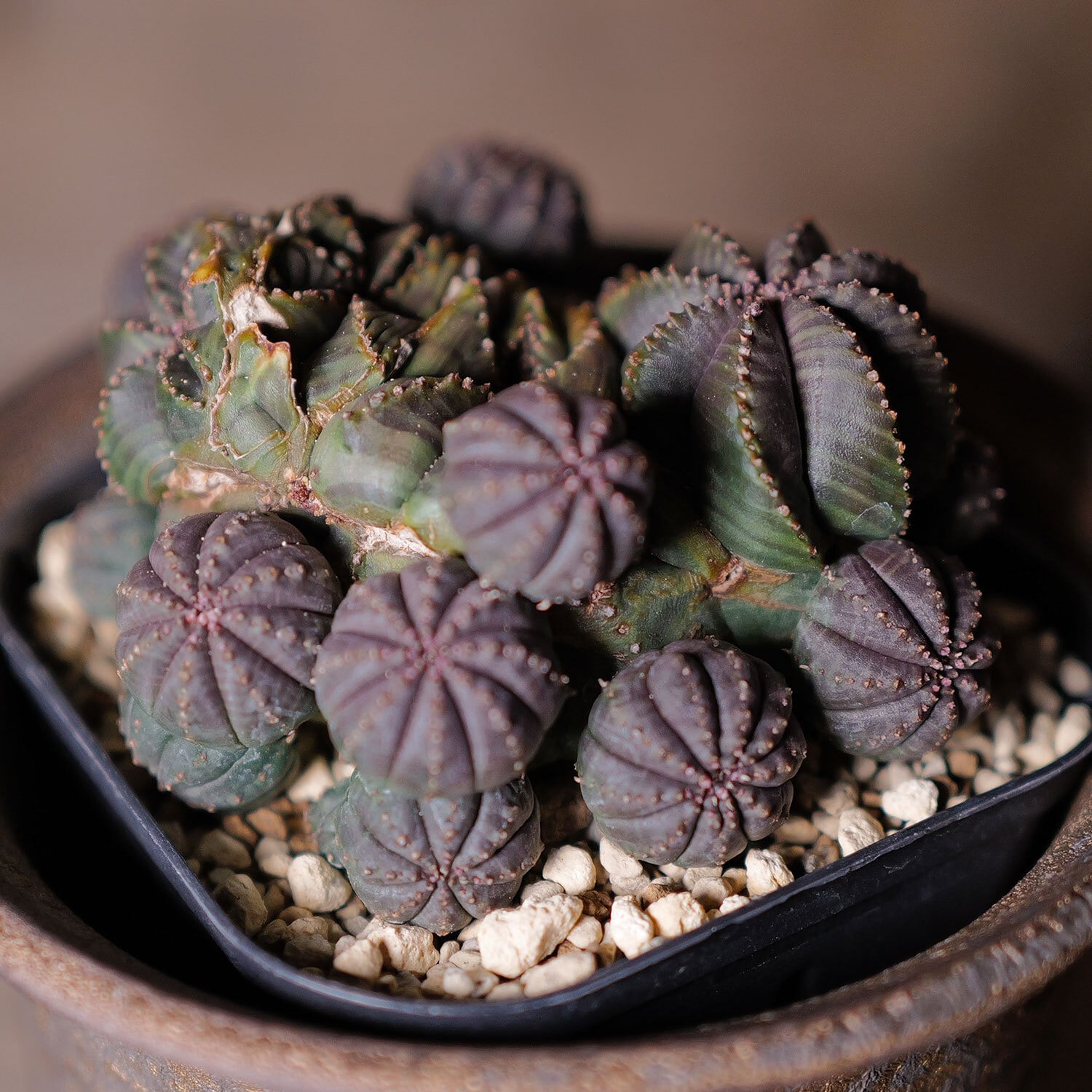 円扇綴化、石化 | LIGHTHOUSE.PLANTS - 海外実生株のオベサなど輸入