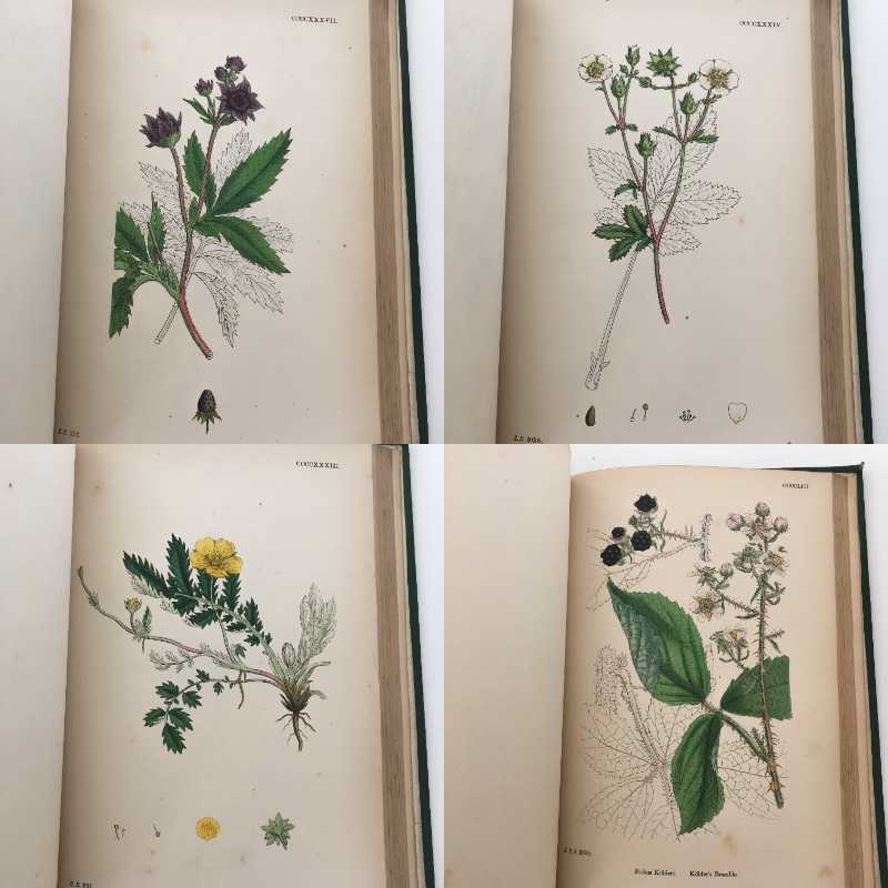 開店祝い 植物画 Sowerby English Botany イギリス 英国 植物図鑑 Vol 11 1872年 銅版画手彩色 カラープレート138枚 ボタニカルアート 博物画 お洒落
