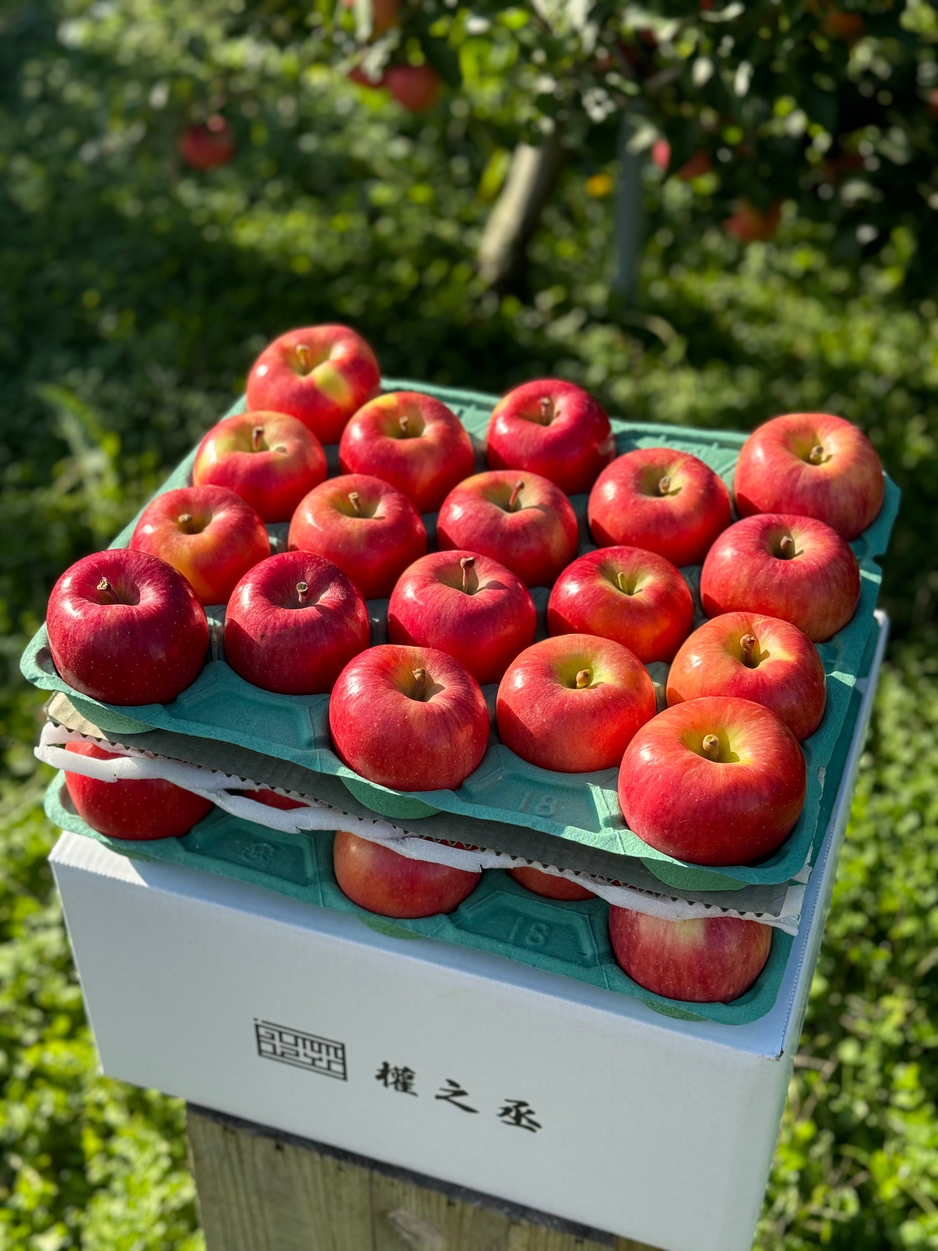 葉とらず高徳　家庭用10kg