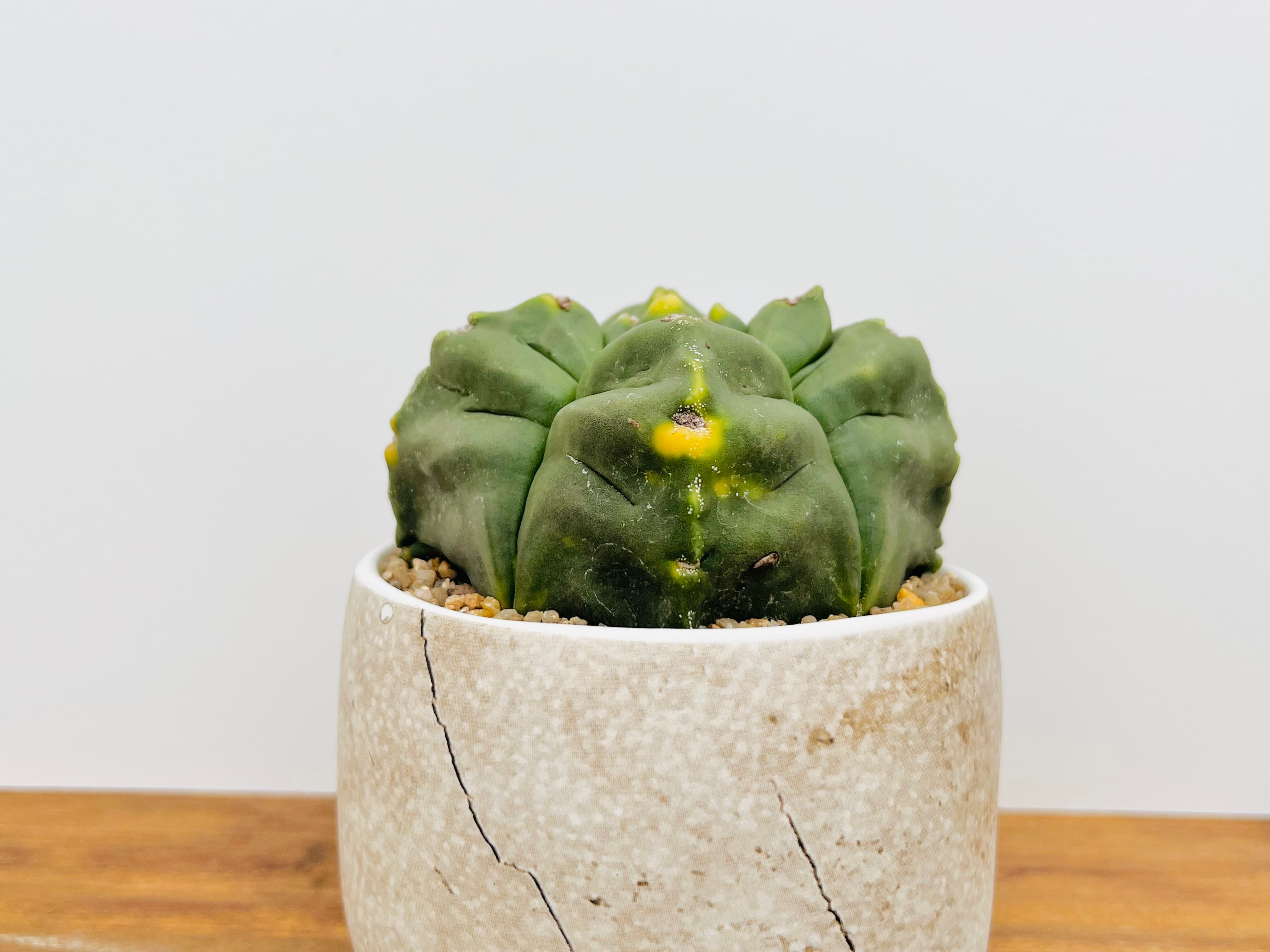 Astrophytum myriostigma アストロフィツム 紅葉四角亀甲 Astrophytum myriostigma アストロフィツム 紅葉四角亀甲