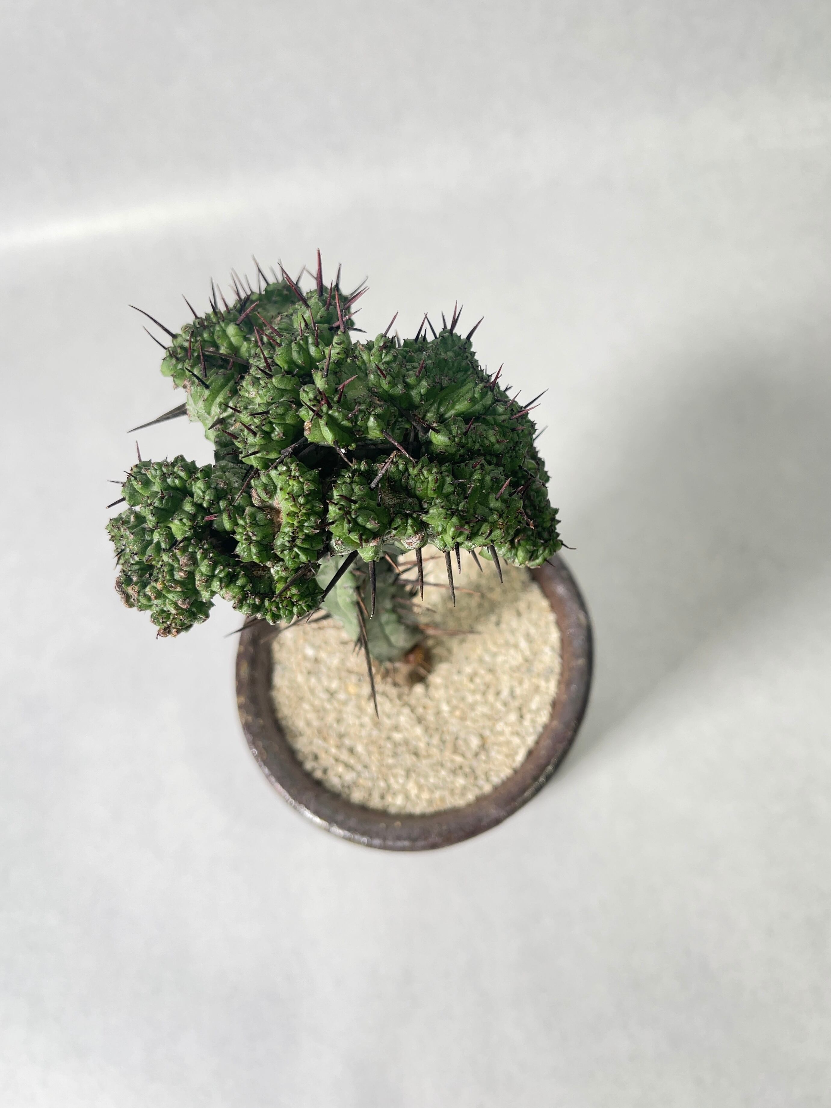 ユーフォルビア・エノプラ（紅彩閣） 綴化 ユーフォルビア エノプラ 紅彩閣 綴化 Euphorbia enopla