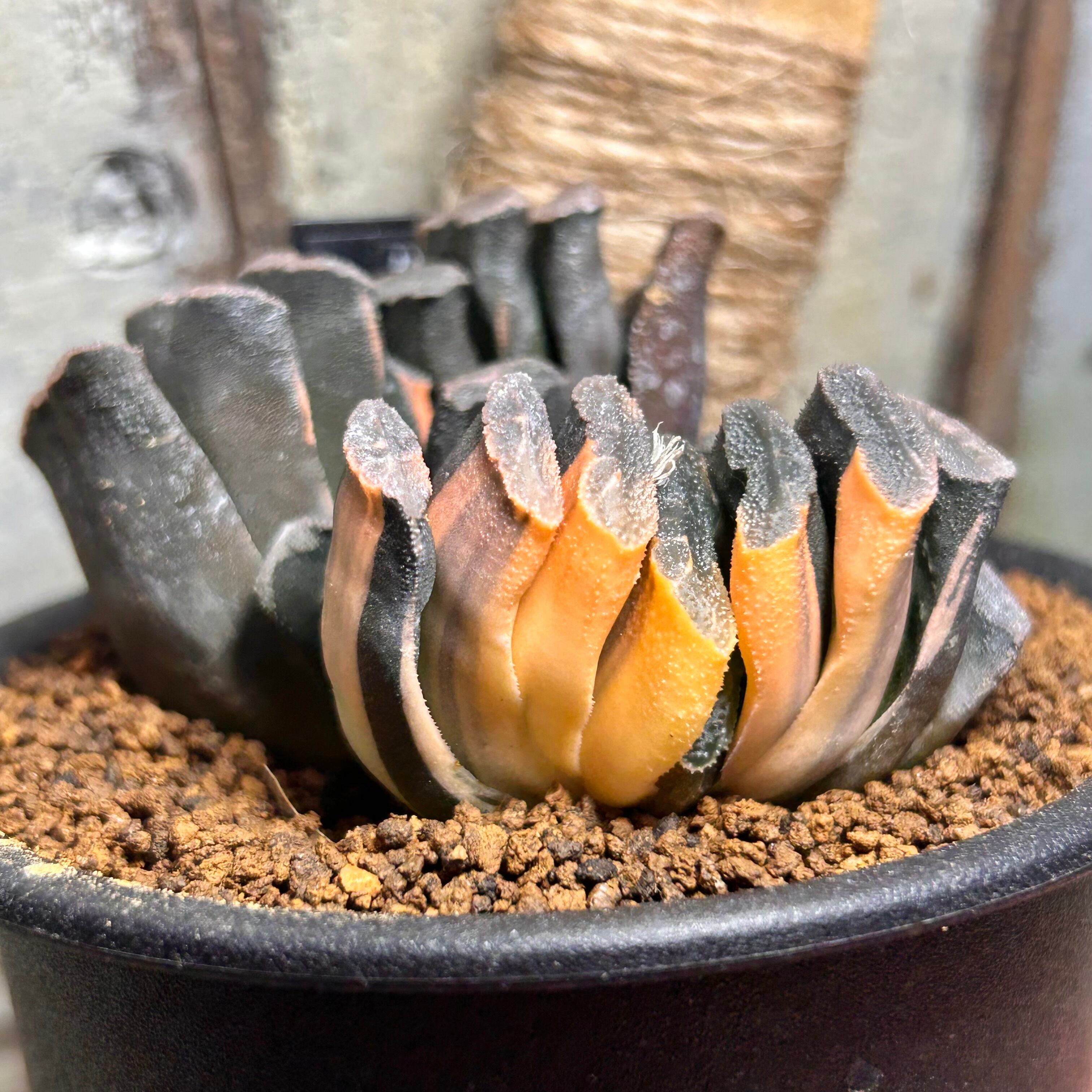 T) 玉扇錦 ハオルチア | RuPo 多肉植物専門店