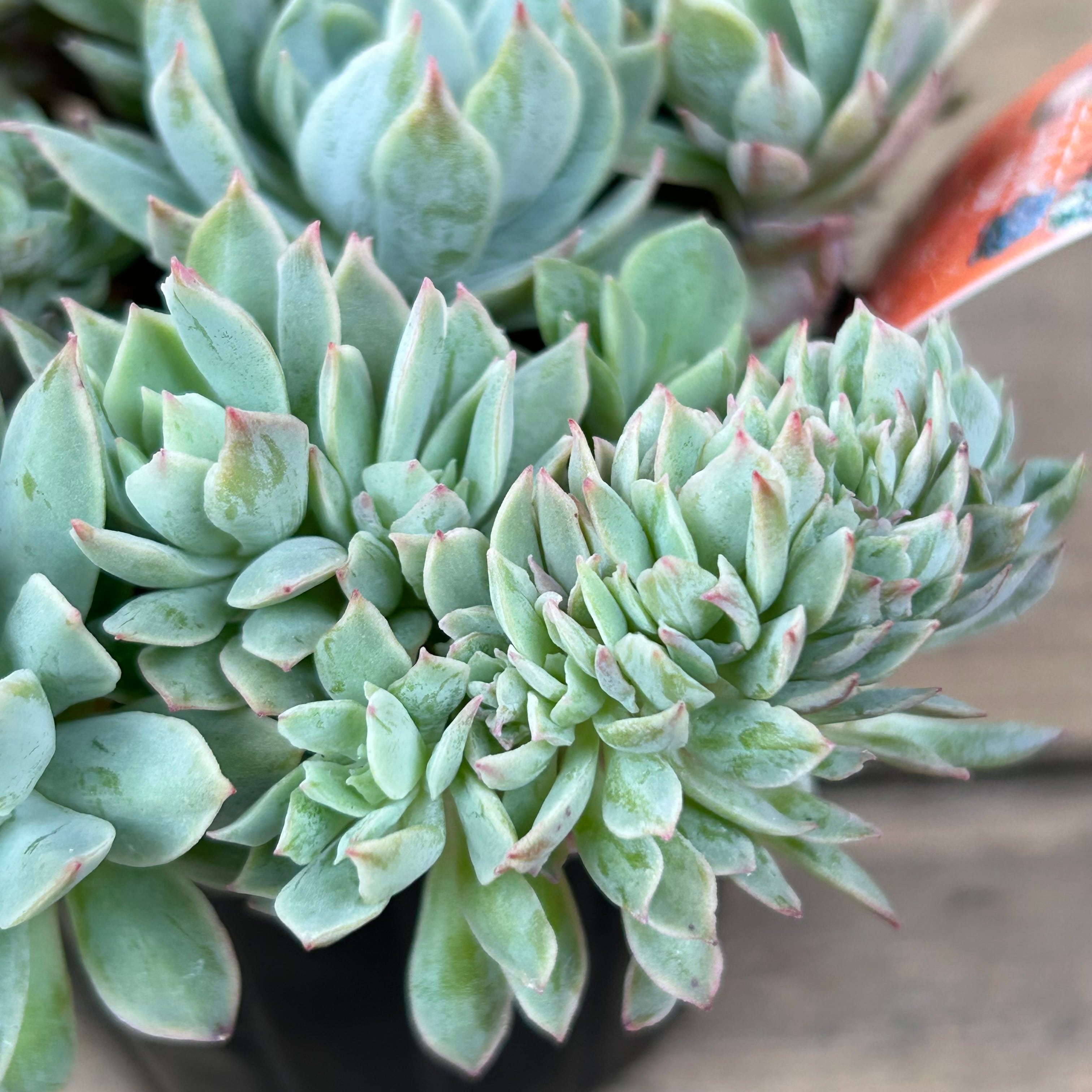 多肉植物 寄せ植え（ブラッドブリアナ） 【公式通販】