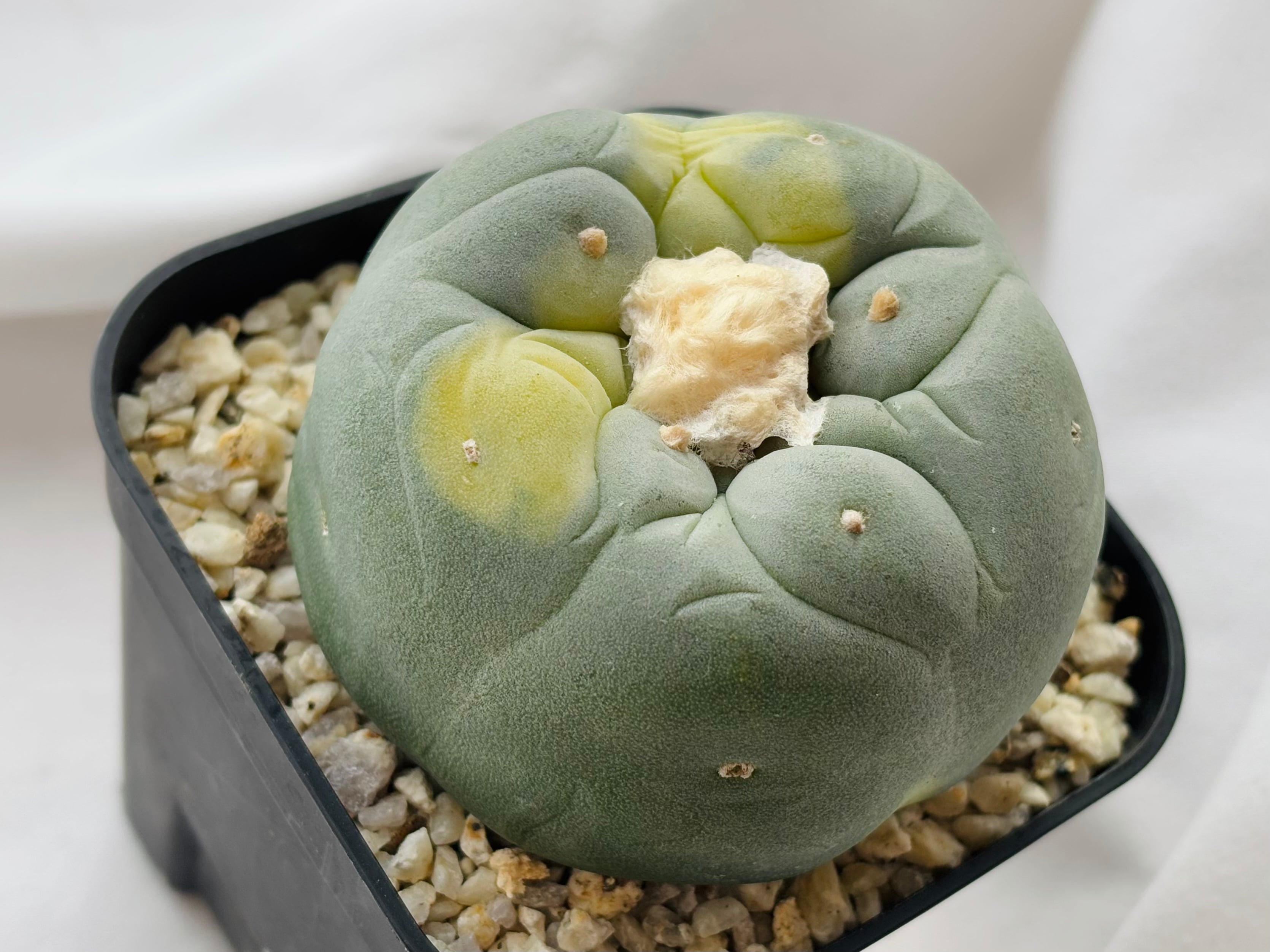 Lophophora williamsii var. decipiens f. varieg. ロフォフォラ 銀冠