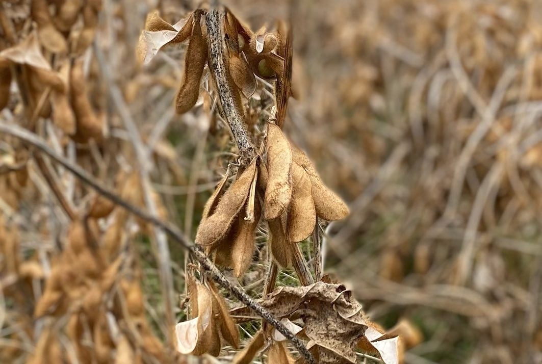 寄せ豆腐セット
