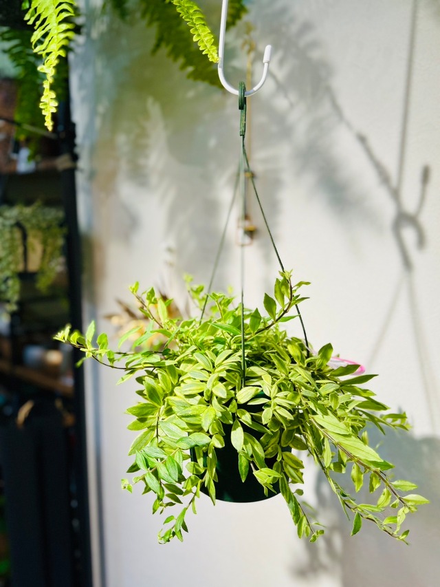 希少！レア！エスキナンサス モナリザ 初心者◎ （ロイヤル  