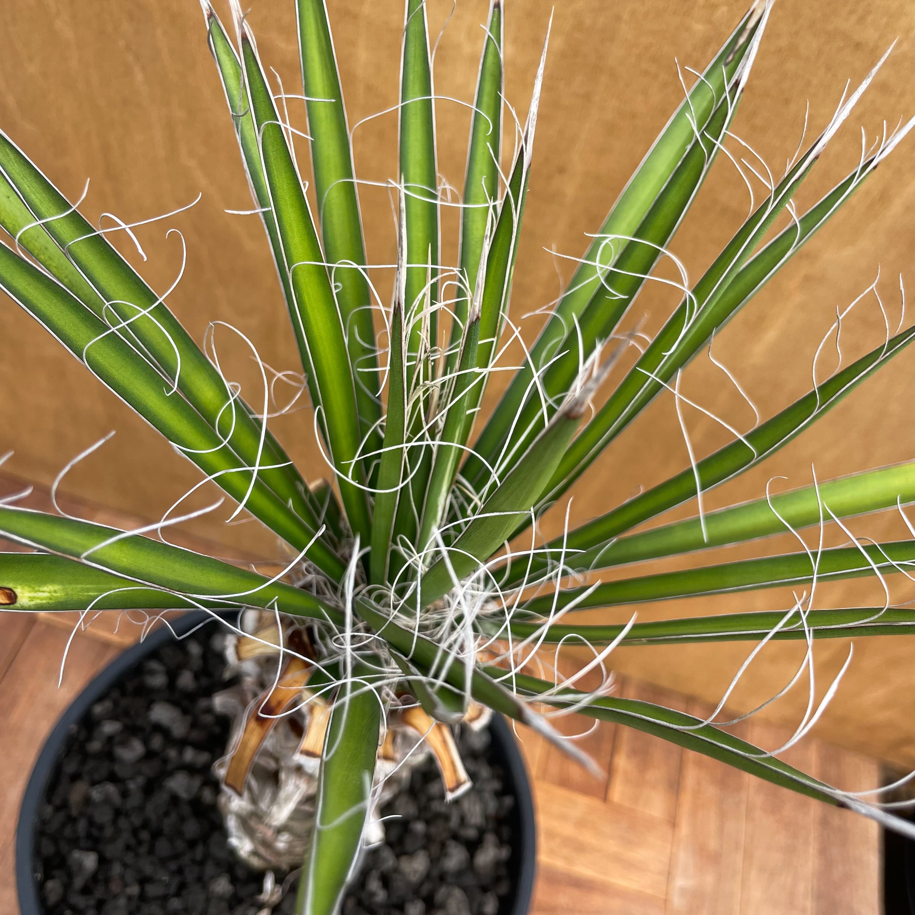 【現品】幹立ち！ユッカ・フィリフェラ（Yucca filifera）13号　４T 現品】幹立ち！ユッカ・フィリフェラ（Yucca filifera）13号 4T 現品