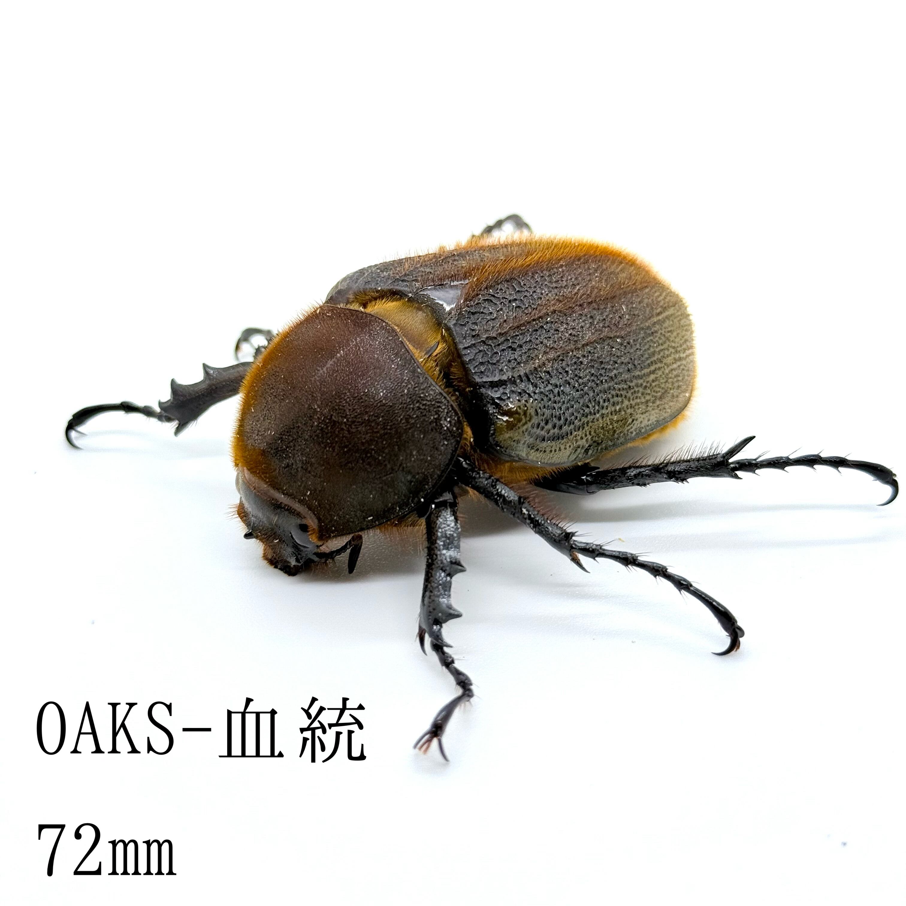 72㎜ / 成虫 / メス / 後食済 / ヘラクレスオオカブト