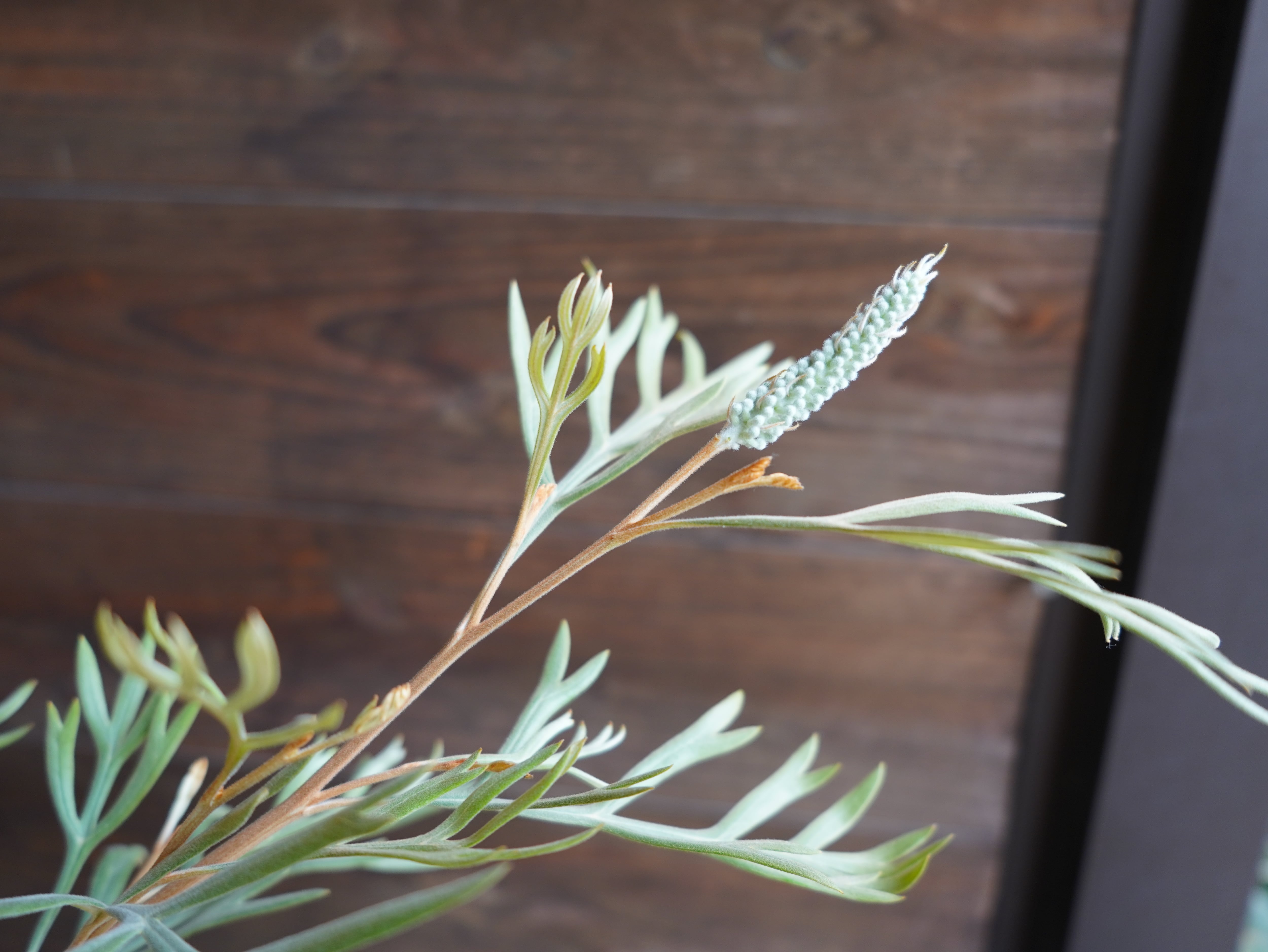 【現物】グレビレア ”ドーンパープル” A