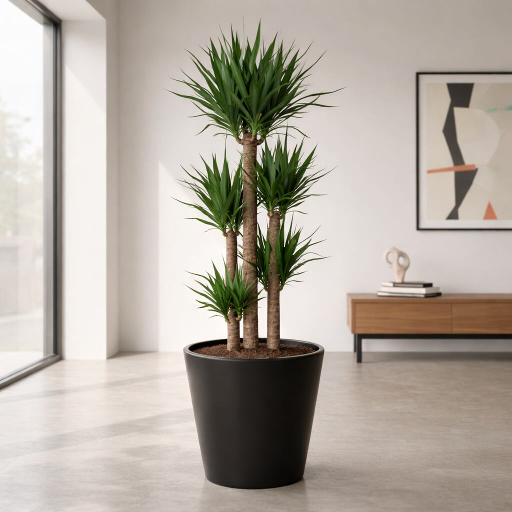 観葉植物 ※京都市内限定