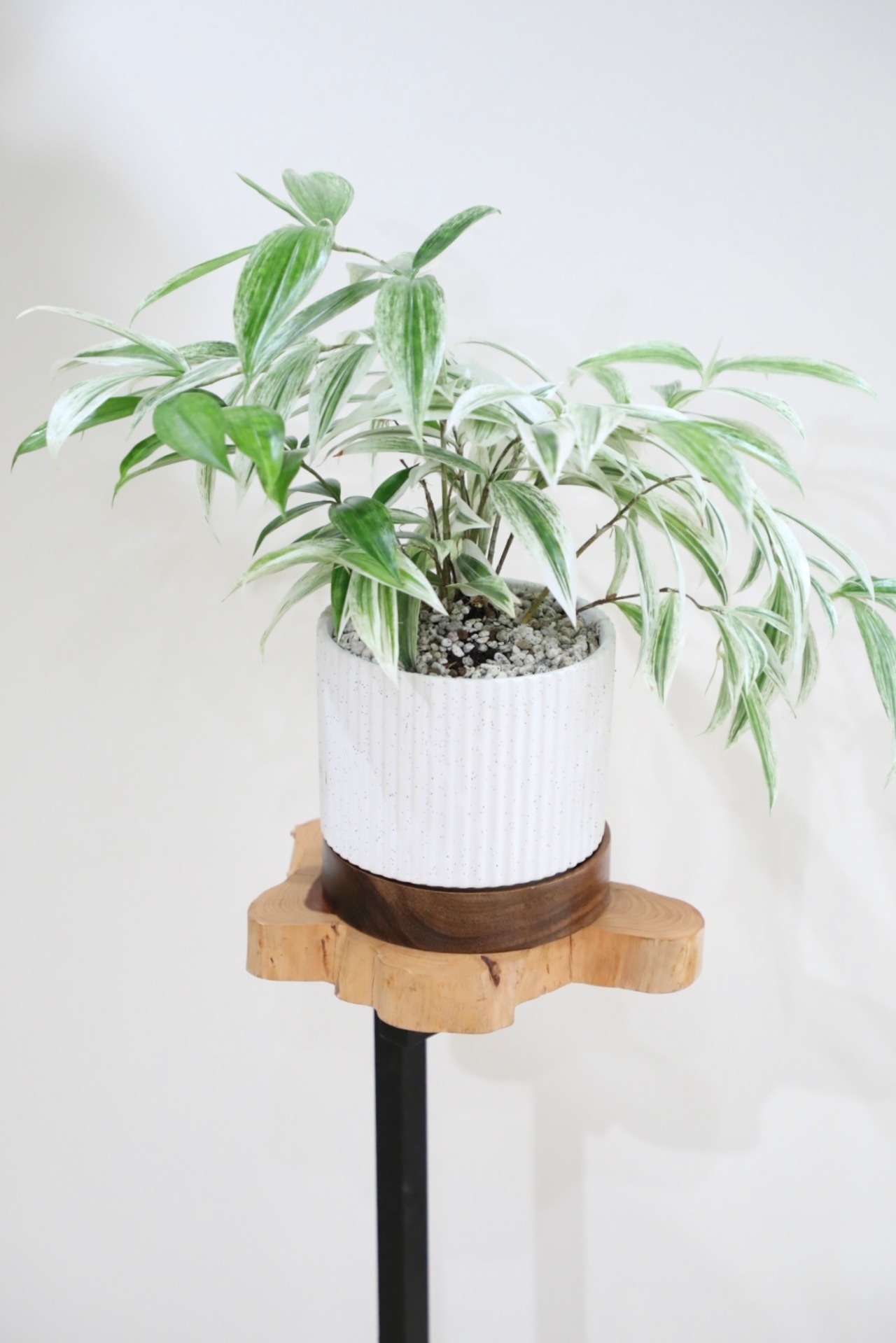 【M】ドラセナ ゴッドセフィアナ 白斑/Dracaena 　※陶器鉢付き