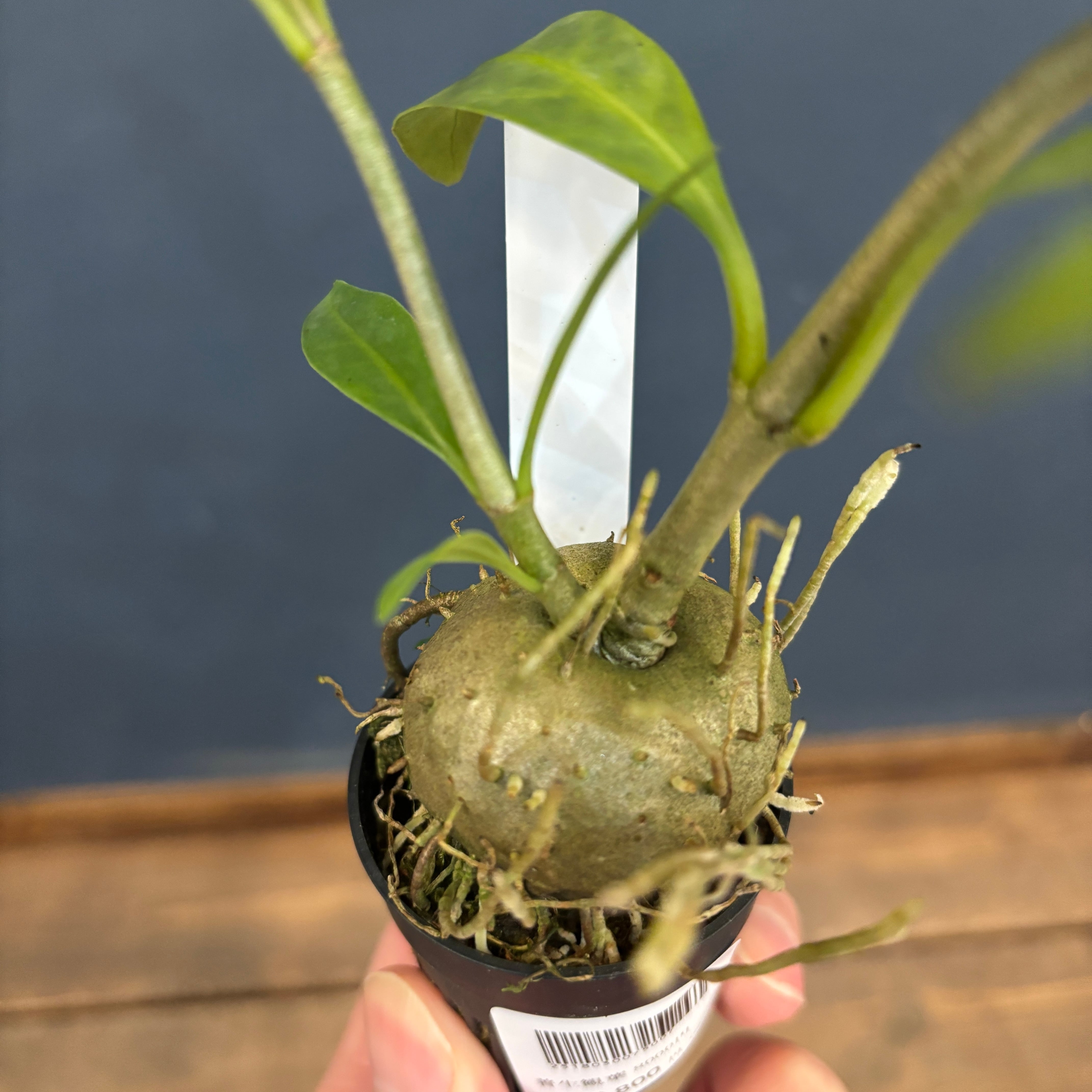 Hydnophytum cf. lauterbachii Siuthern Nabire, Central Papua【119