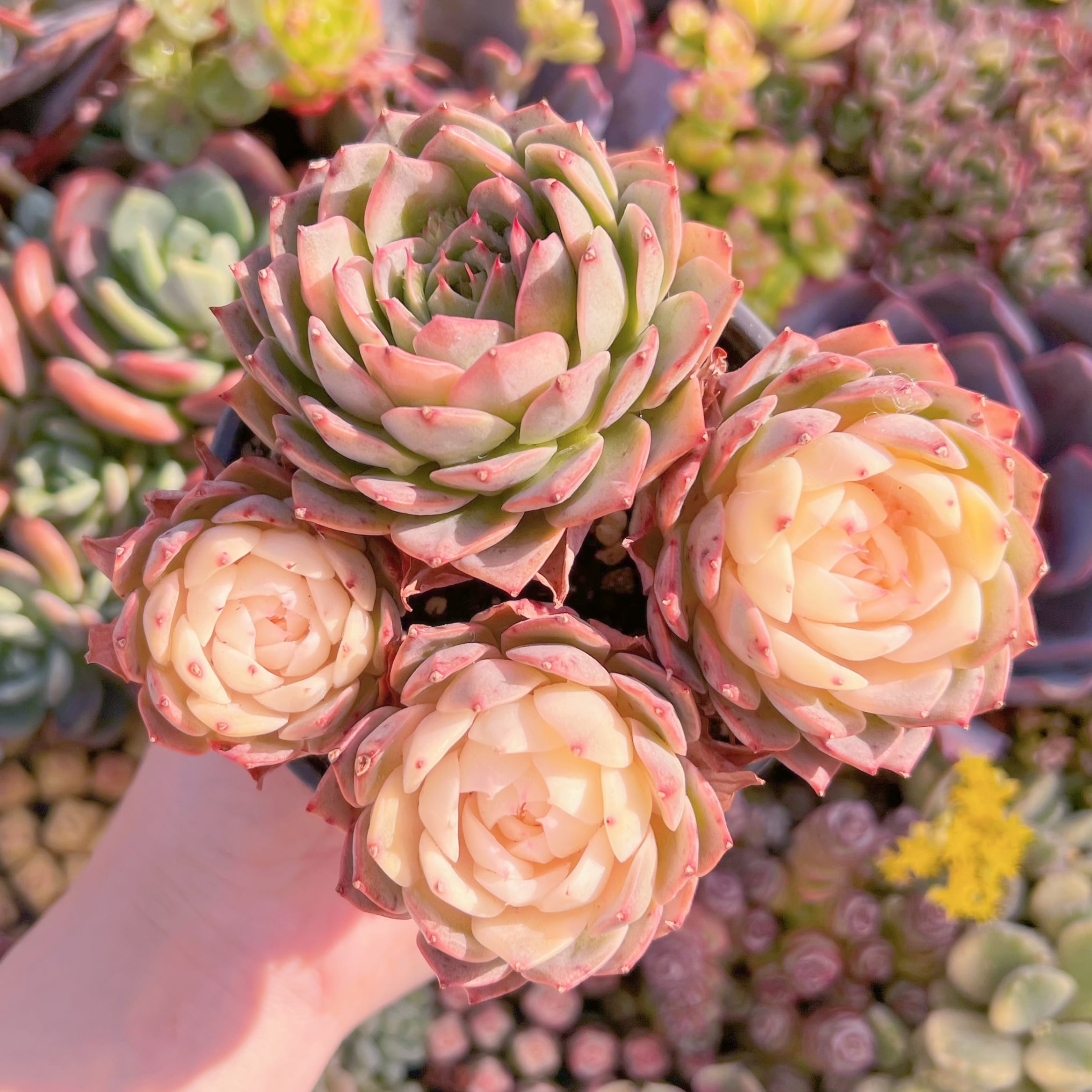 現品　リンゼアナ錦#M235　群生　新入荷　るる農園