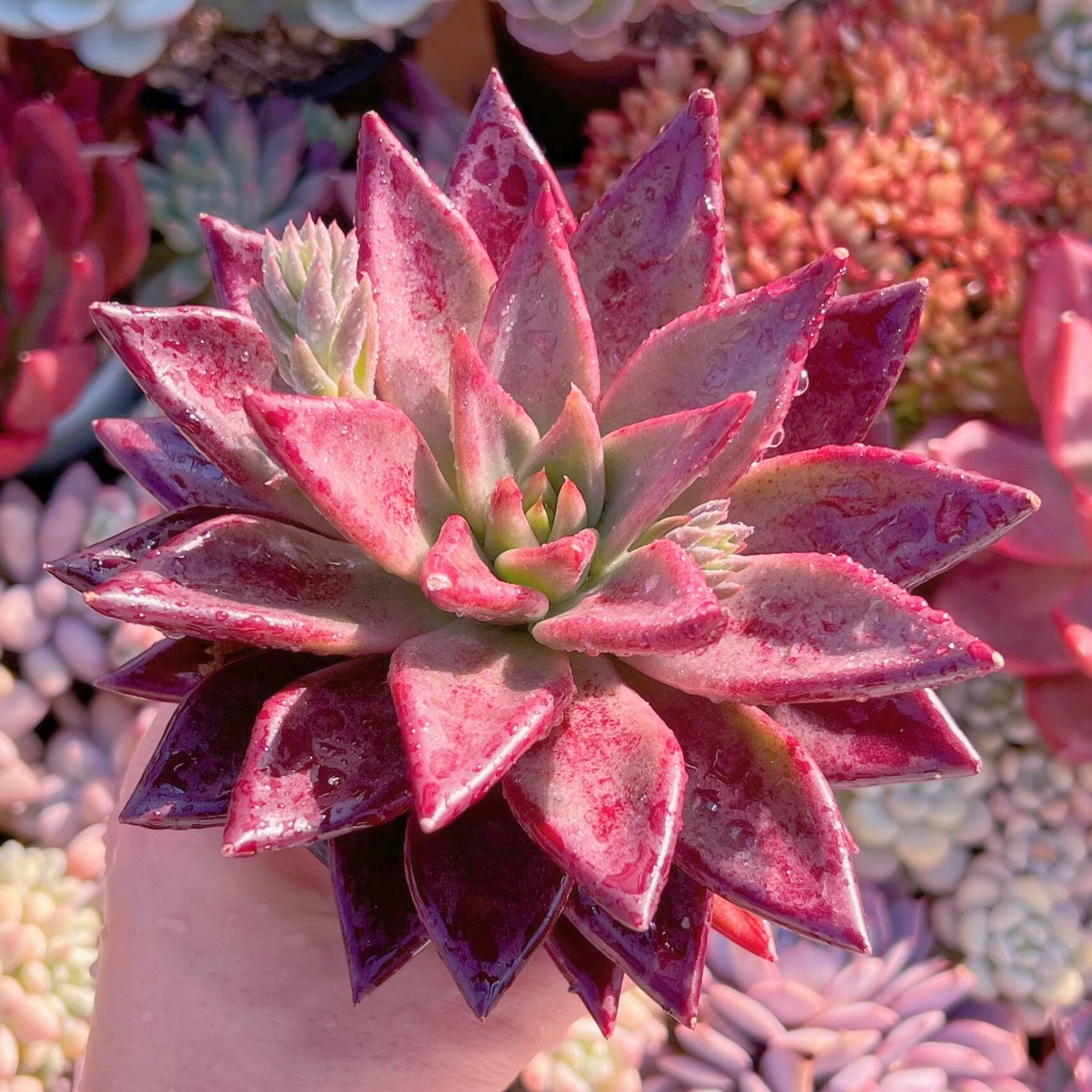 現品　プシュケ#1113　新入荷　るる農園