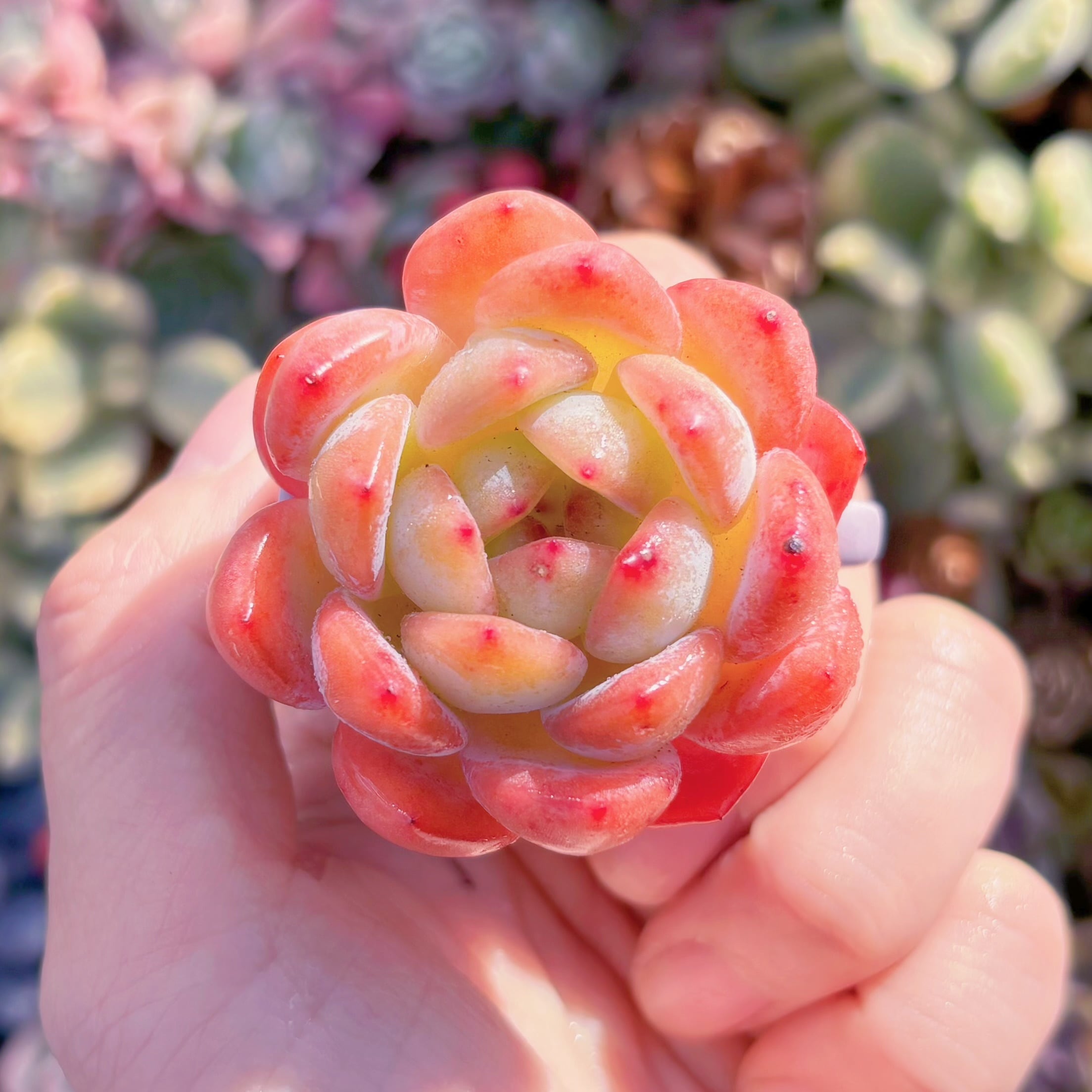 多肉植物　スターマーク　新入荷　るる農園