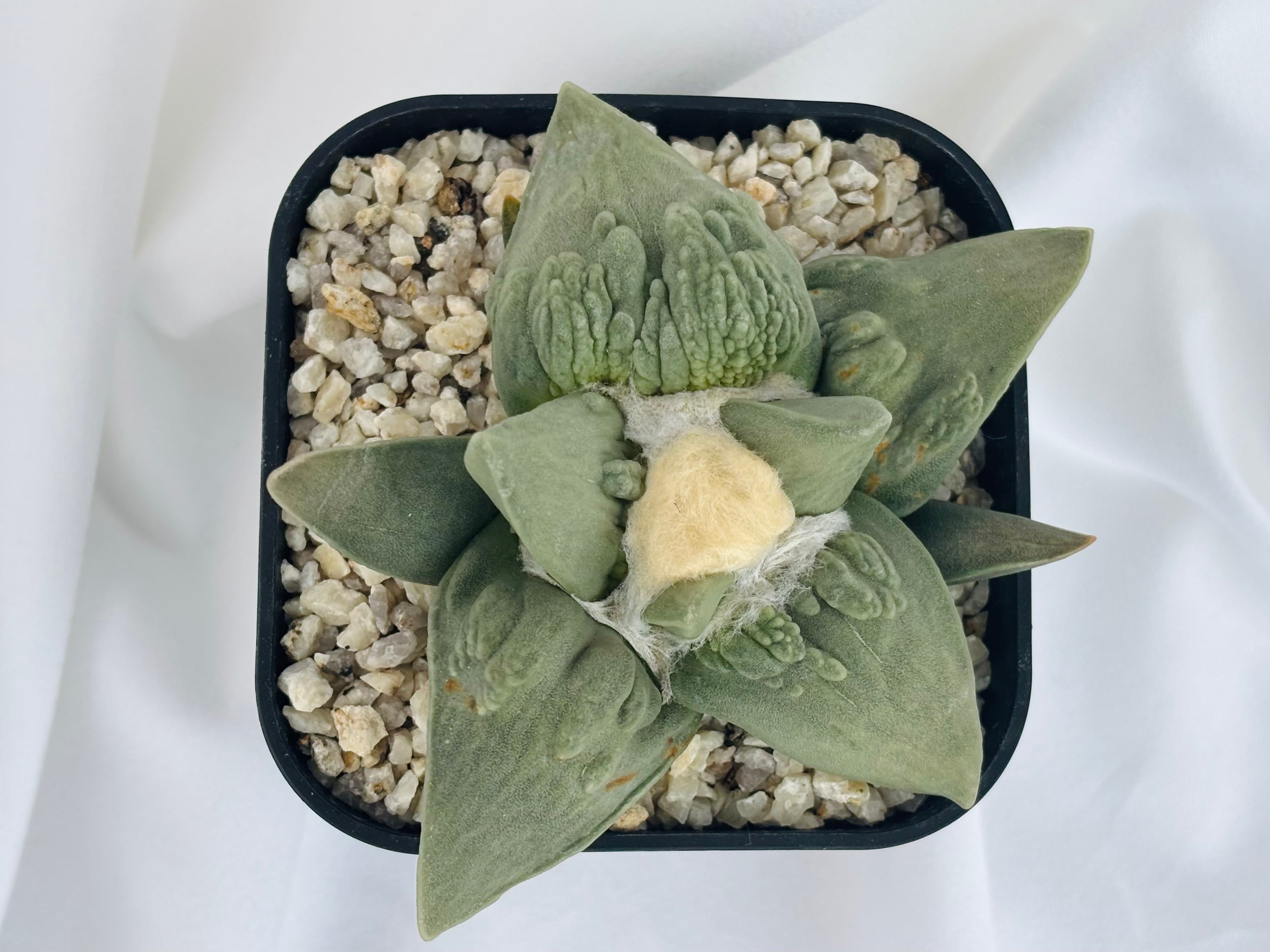 Ariocarpus Cauliflowermonst. アリオカルプス カリフラワー 花牡丹
