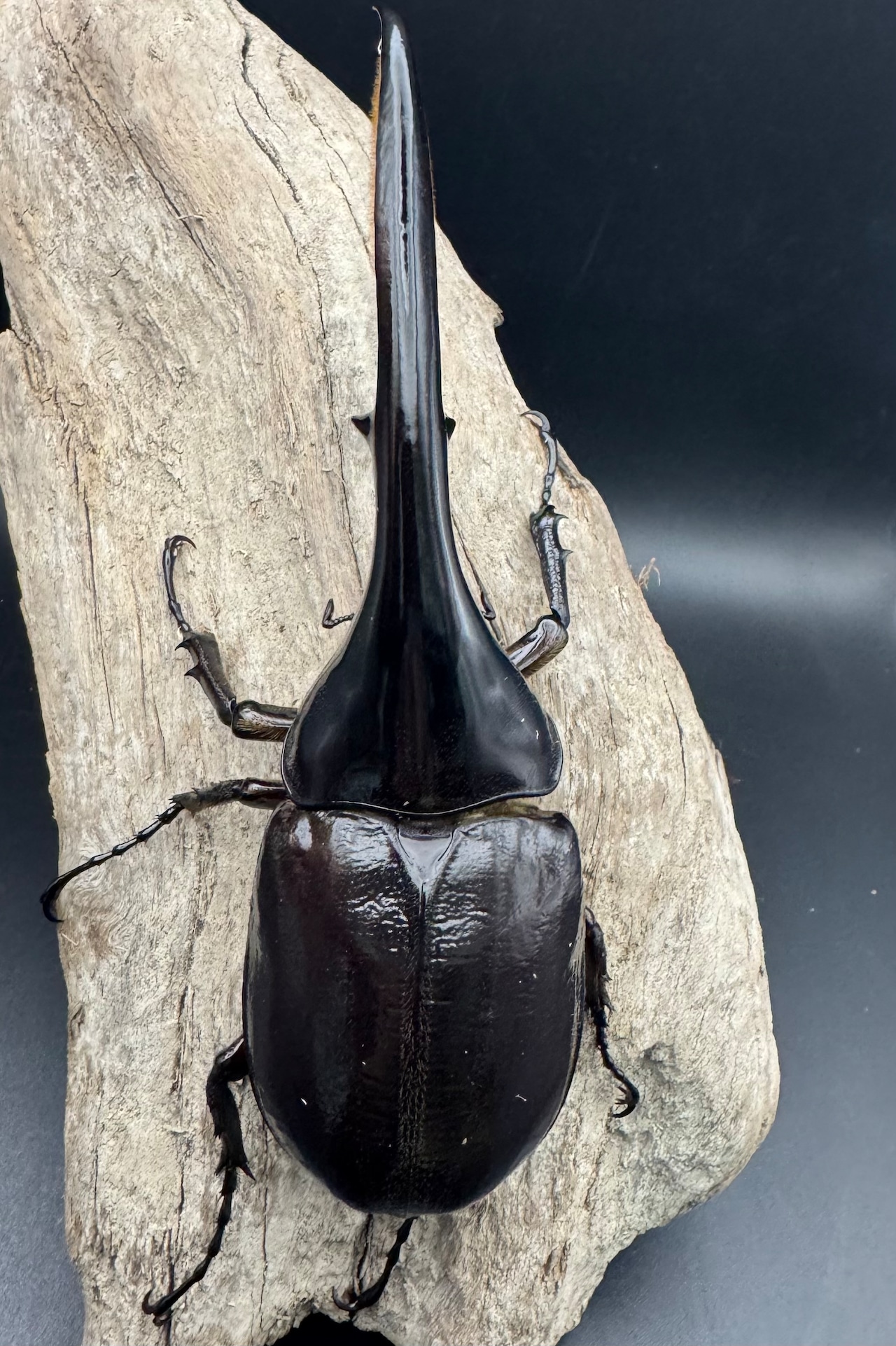 《ヘラクレス・ヘラクレス 144mm ペア》