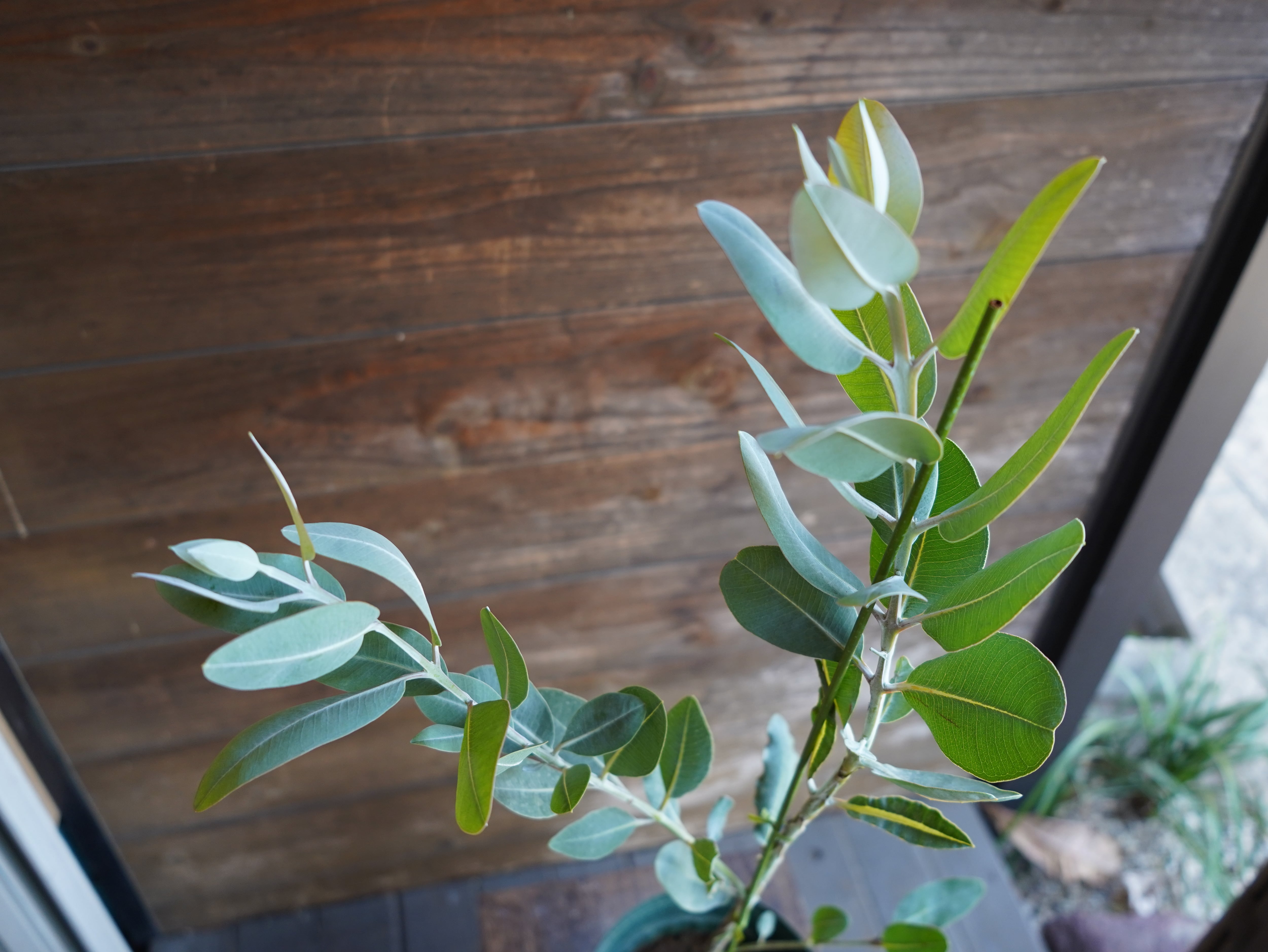 【現物】ユーカリ　”プレウロカルパ”　C