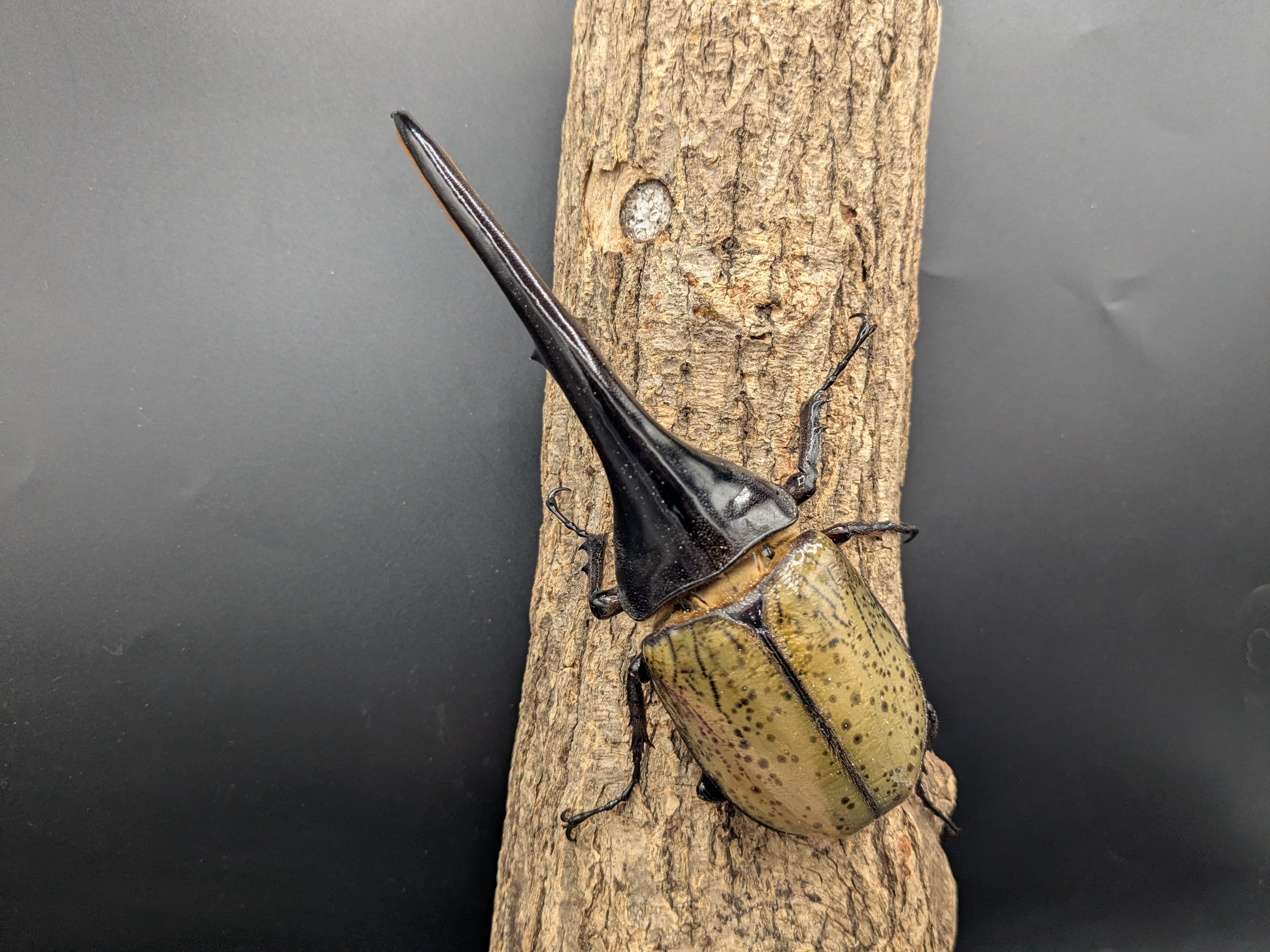 DH.ヘラクレス ♂150mm♀フリーサイズ ①