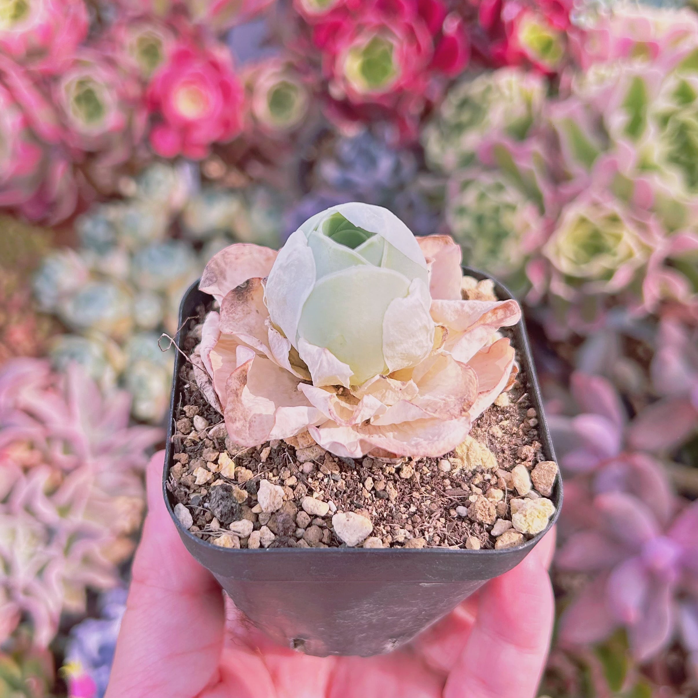 多肉植物 グリーノビア タマゴ 抜き苗 | るる農園~多肉植物専門