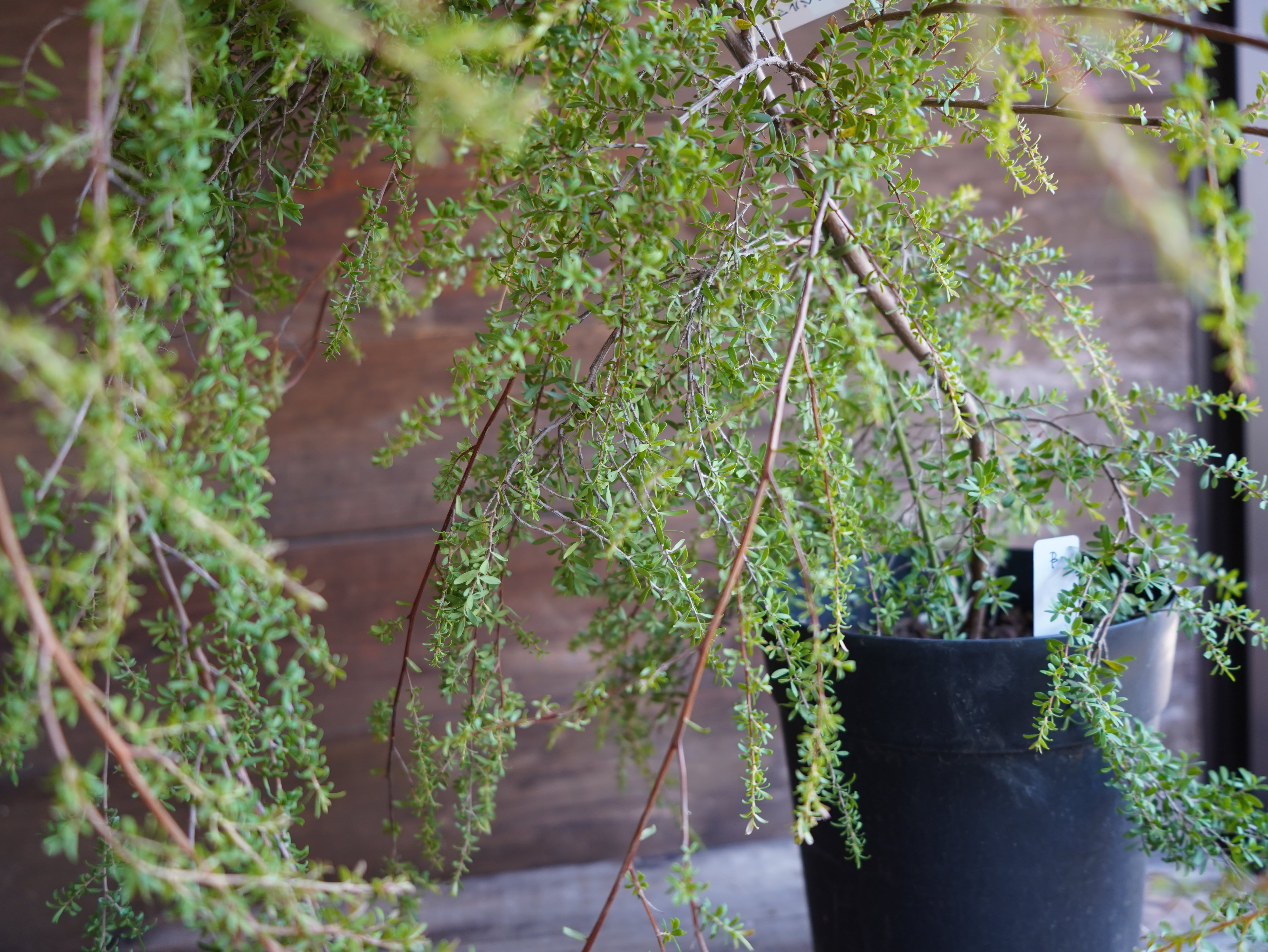 【現物】レプトスペルマム　”バーチカルドロップ”　B