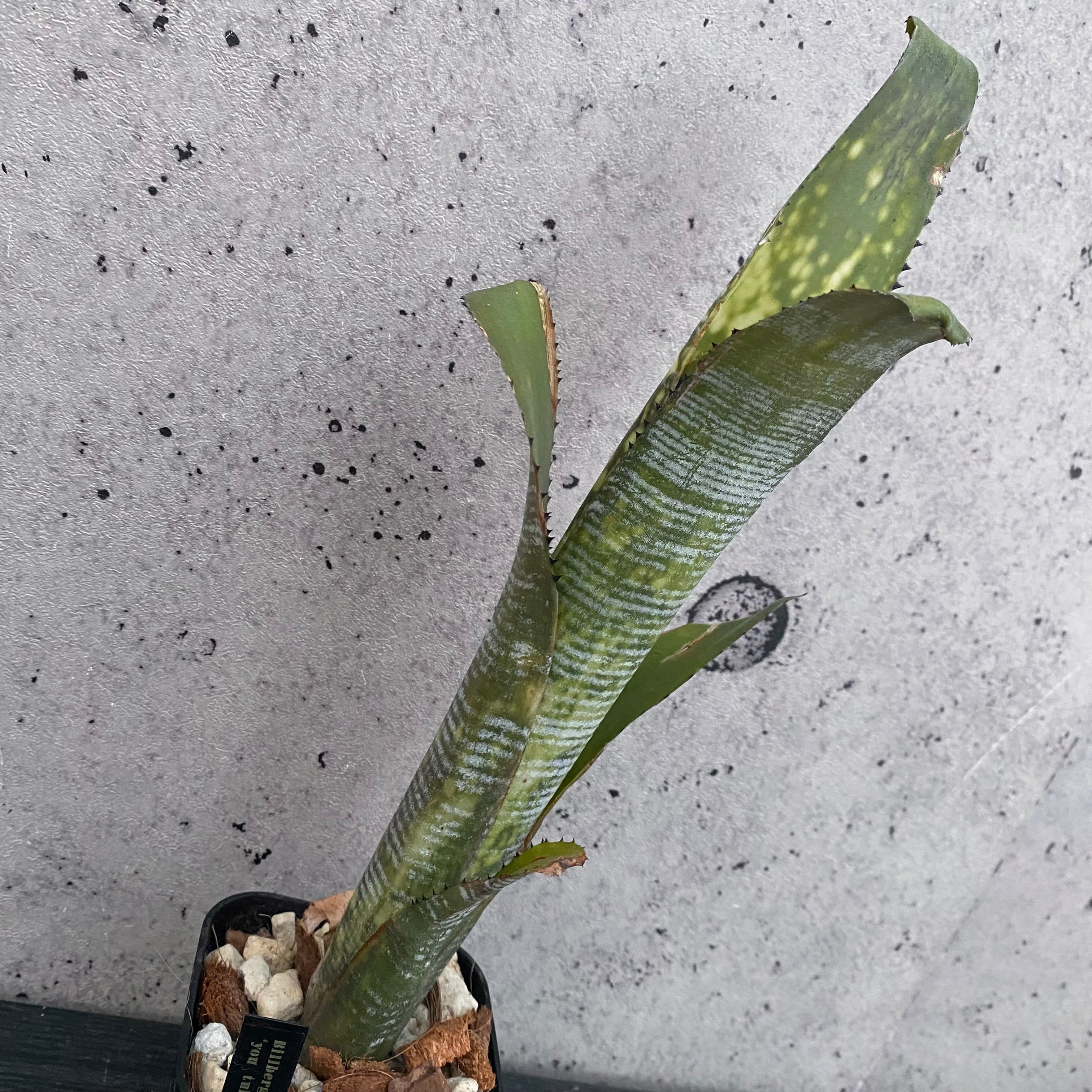 タンクブロメリア | Planet Plants プラネットプランツ