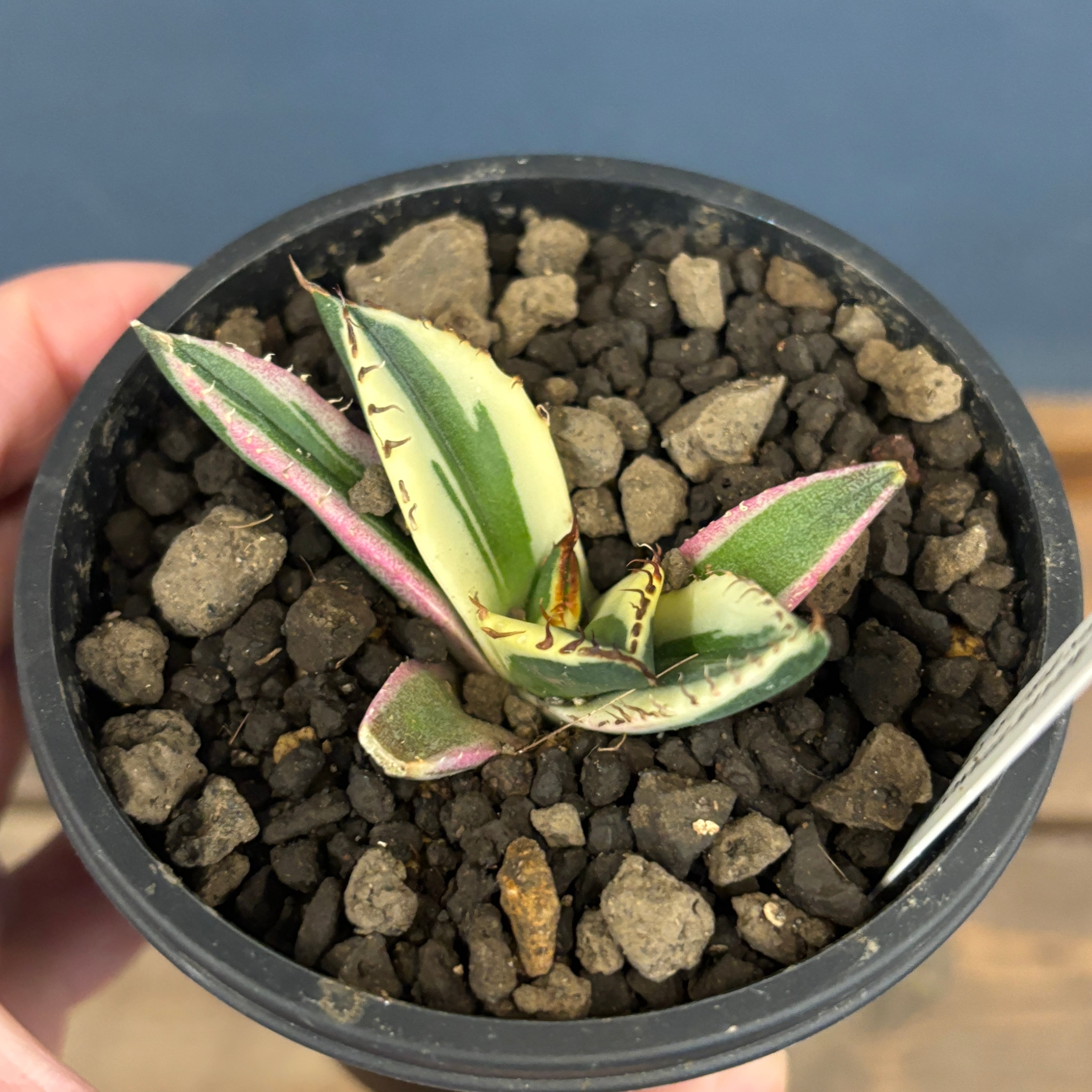 アガベ チタノタ スナグルトゥース OC株 アガベ チタノタ スナグルトゥース OC株【発根管理中】Agave titanota