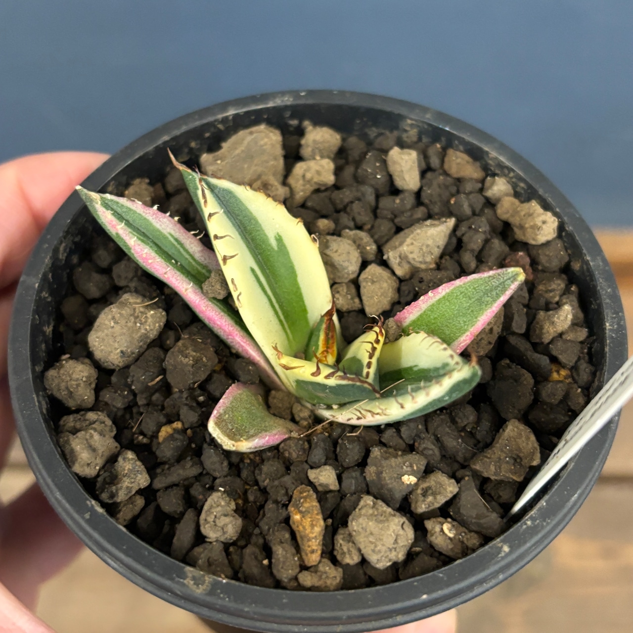 アガベ チタノタ スナグルトゥース【693】