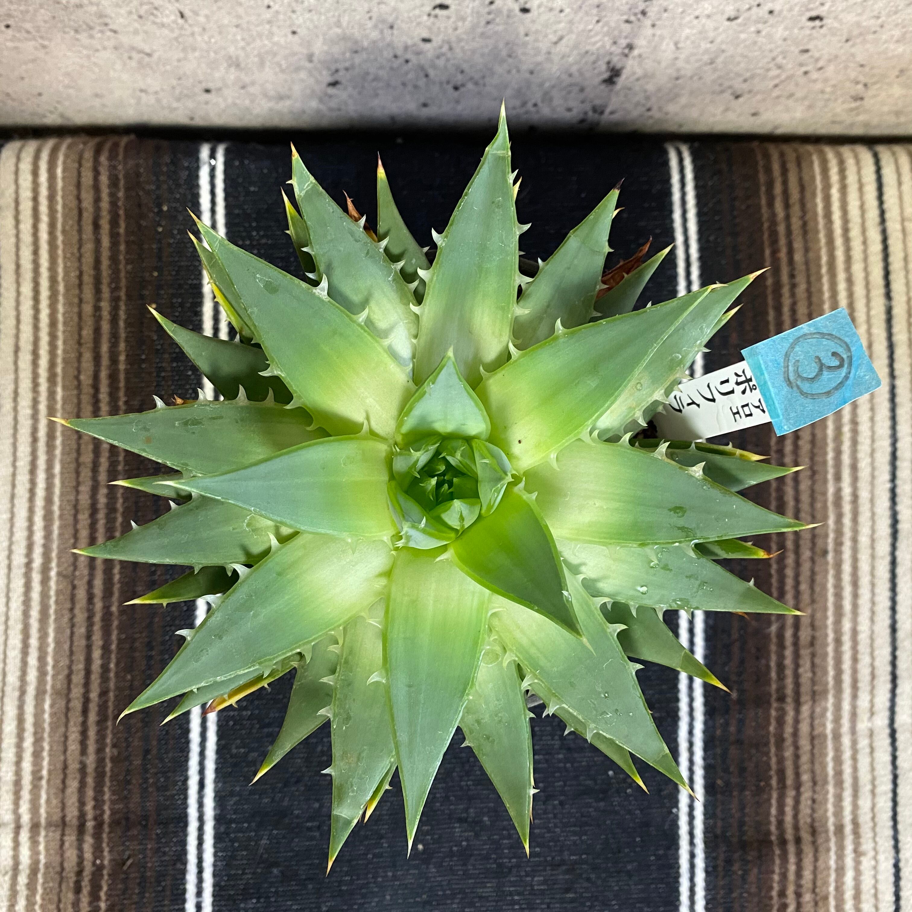 残りわずかになりました スパイラル アロエ ポリフィラ 1鉢 Planet Plants プラネットプランツ 残りわずかになりました スパイラル アロエ ポリフィラ 1鉢 Planet Plants プラネットプランツ