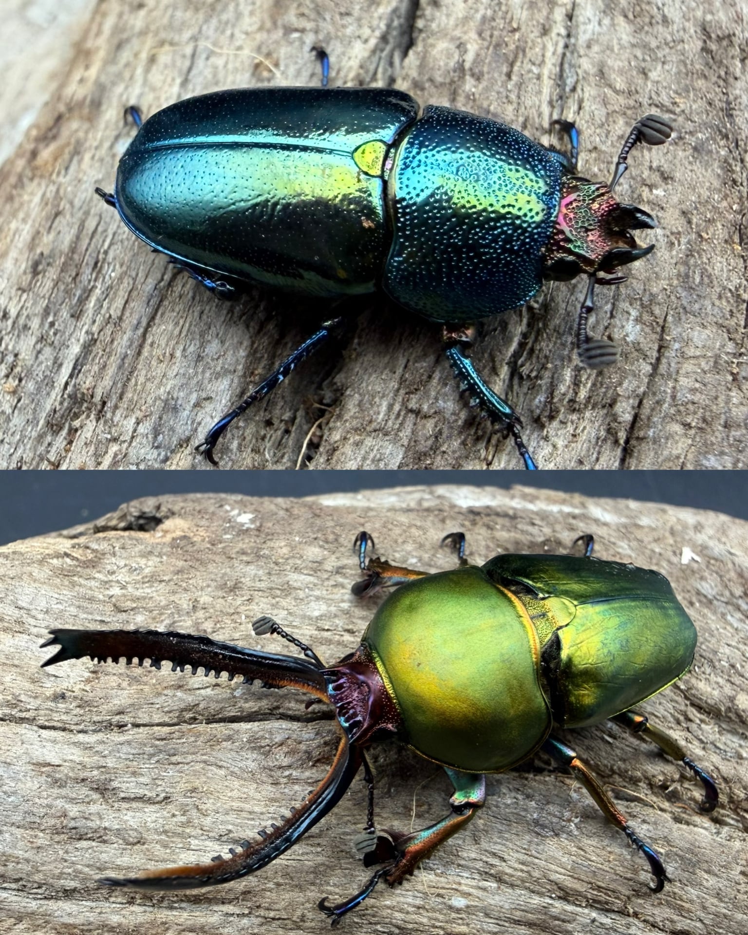 WD】《サキシマヒラタクワガタ 与那国島産 52mm ペア》 | KPW公式