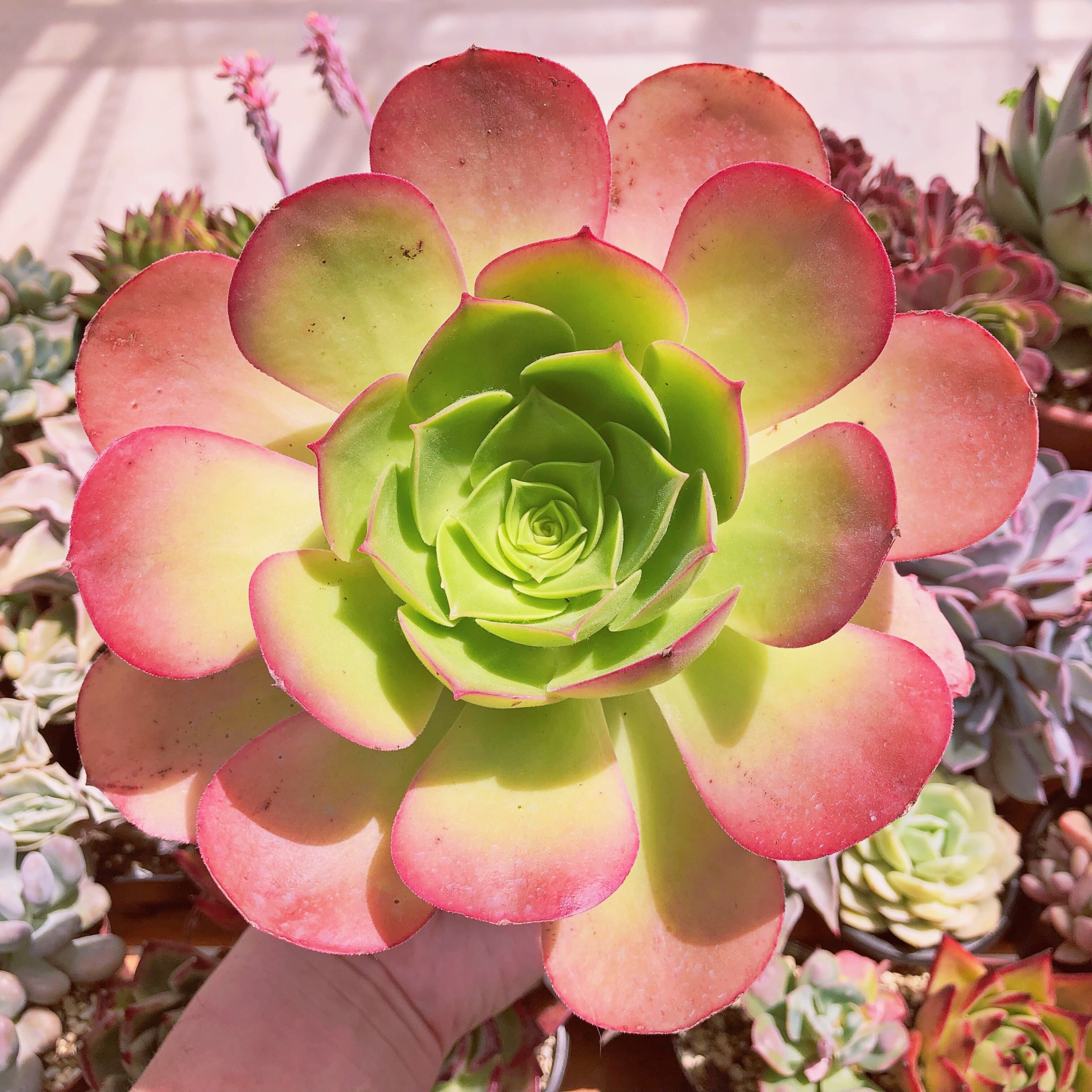 多肉植物　カナリ　特大
