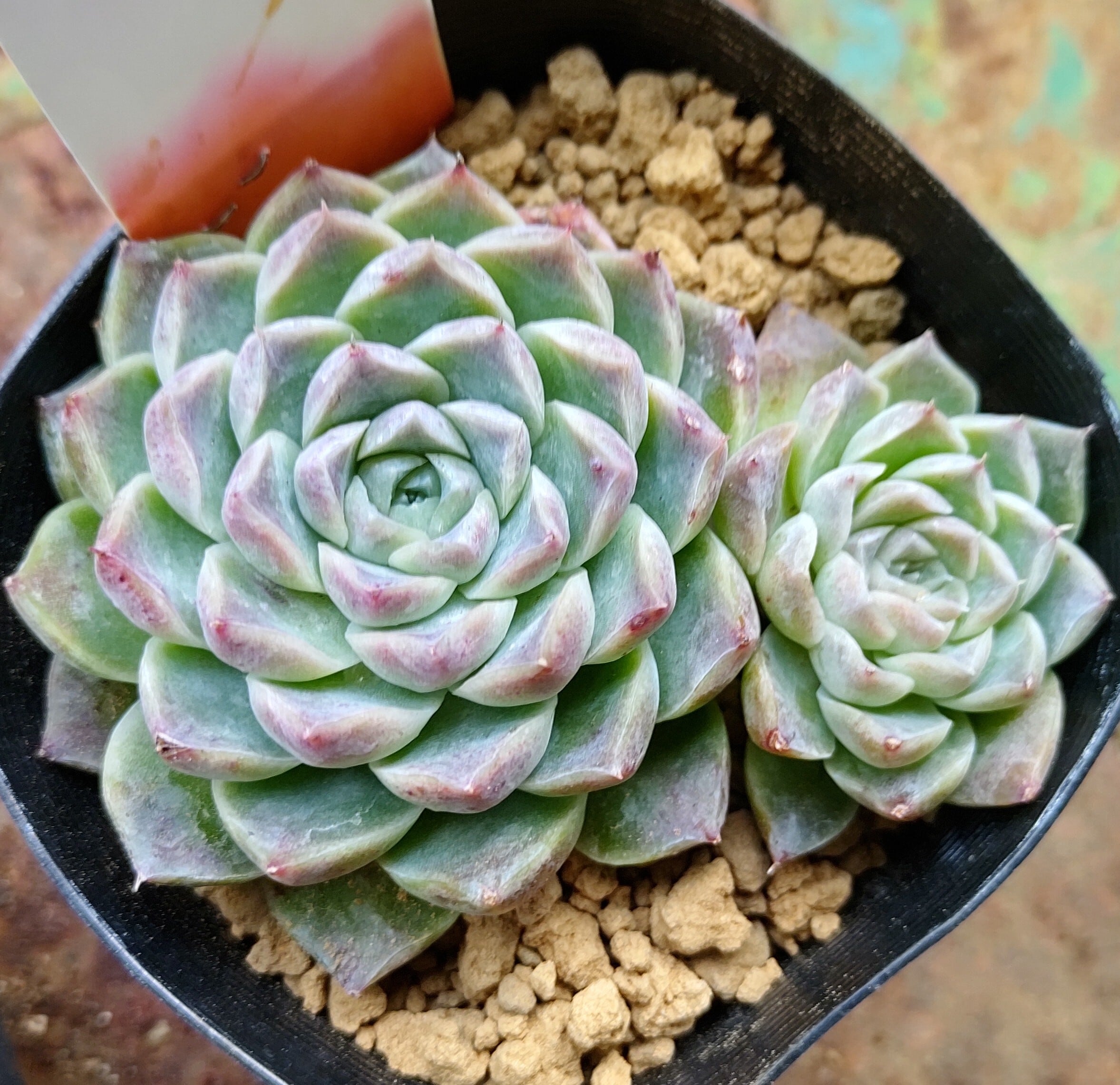 Amazon｜A！！多肉植物 ザラゴーサhyb 韓国苗 美苗 農園直売