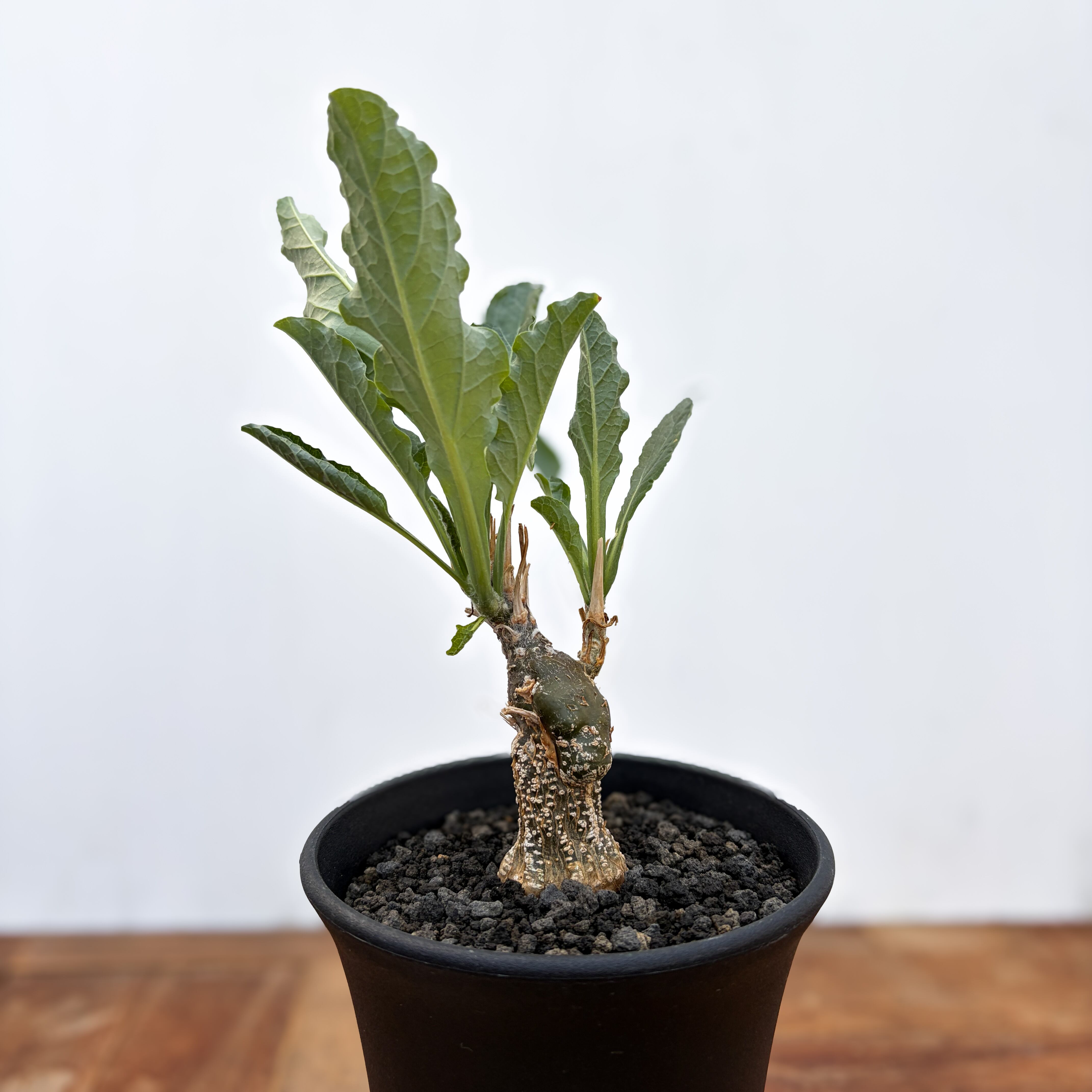 Cyphostemma uter var. macropus【キフォステンマ・ウター・マクロプス