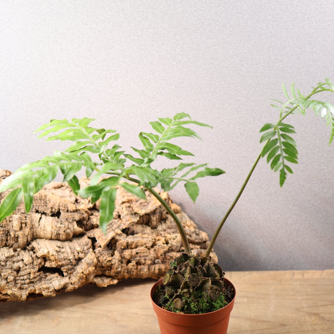 659『リュウビンタイ』 観葉植物【送料無料】 | MARX PLANTS | 観葉