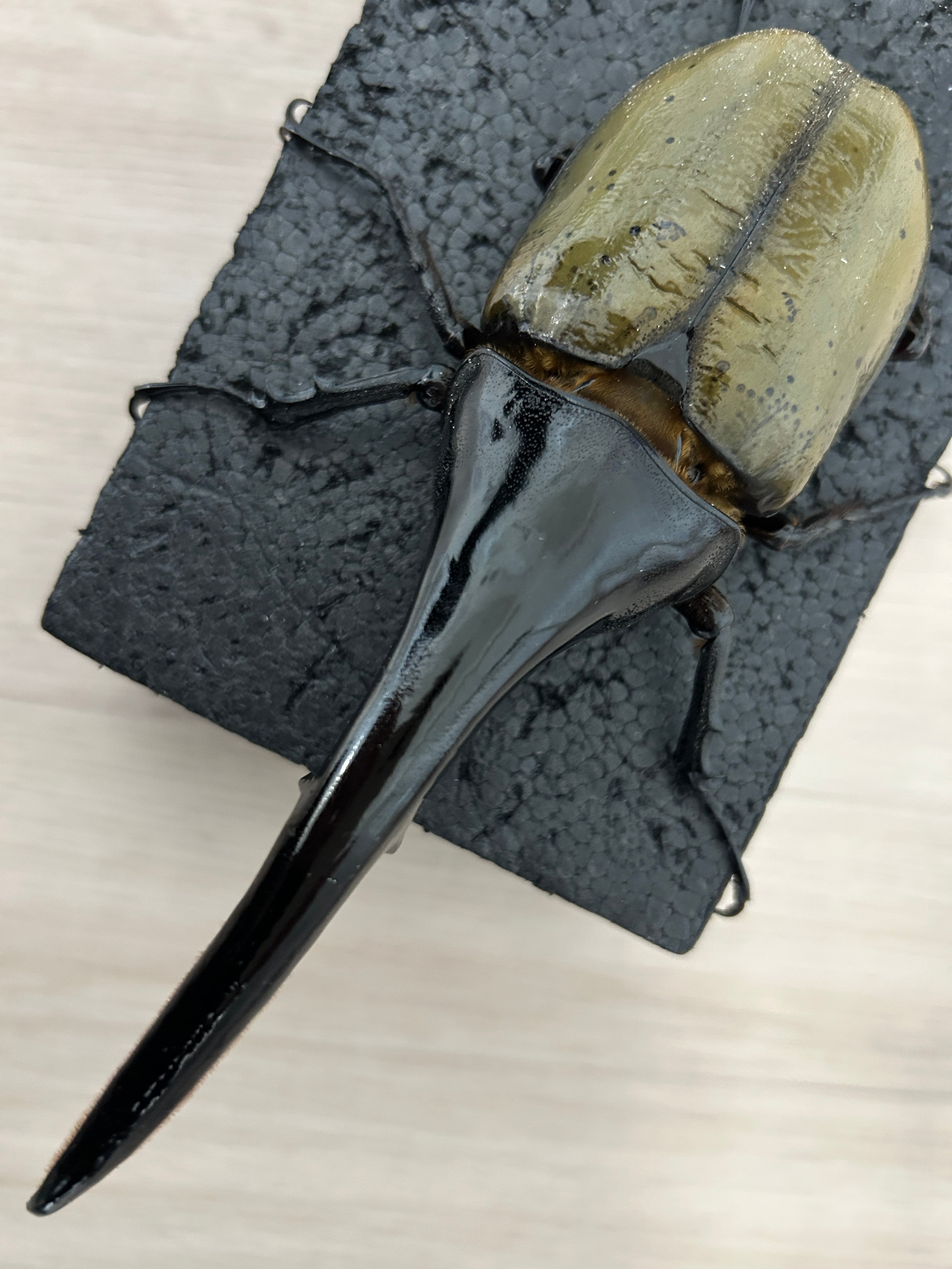 鷹さま　専用出品 sf.0003AW25 / patent leather opera pump. / black