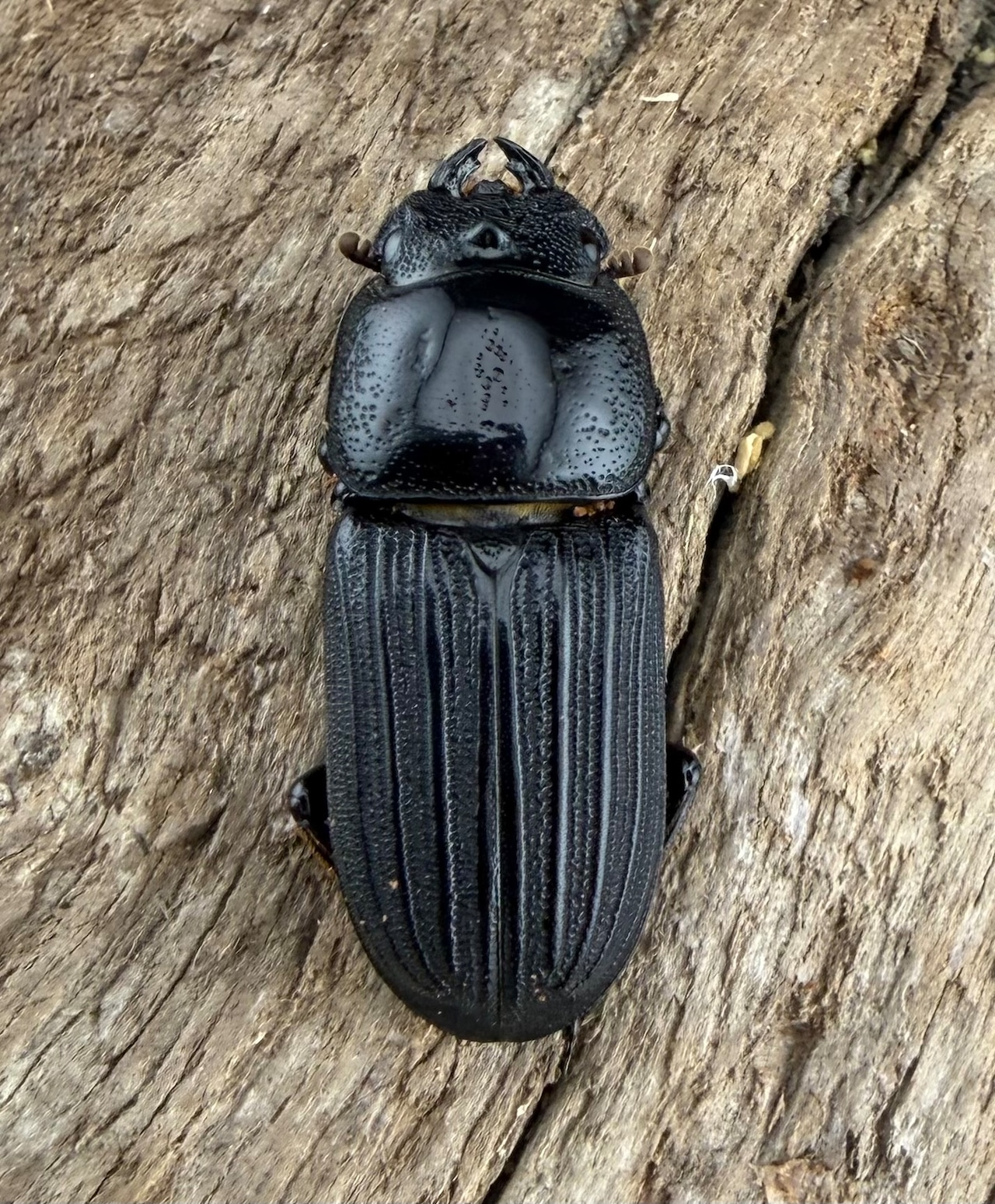 【WF2】《ドルクスミント 23.5mm ペア》