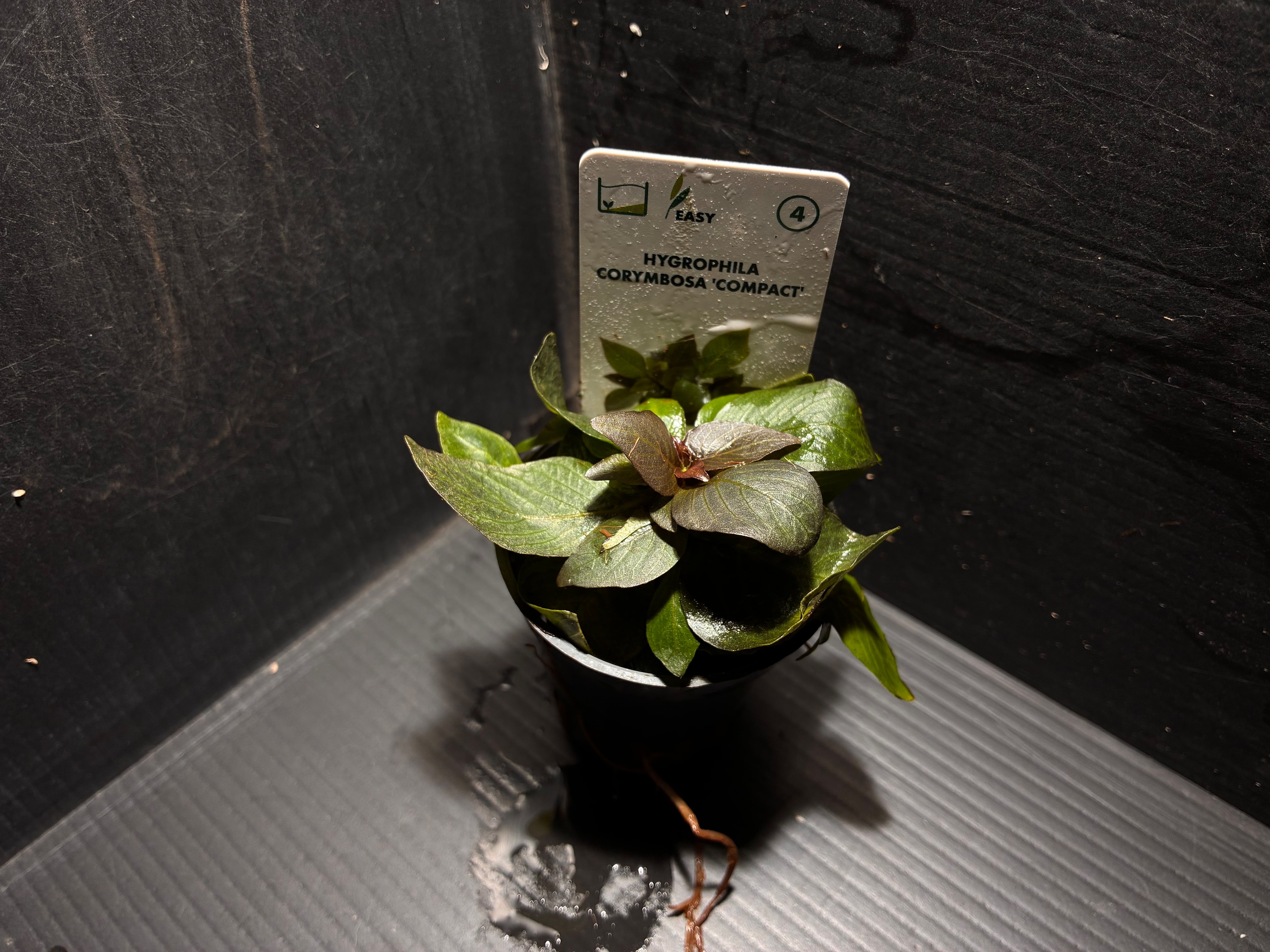 水草・観葉植物 | AquaFocus
