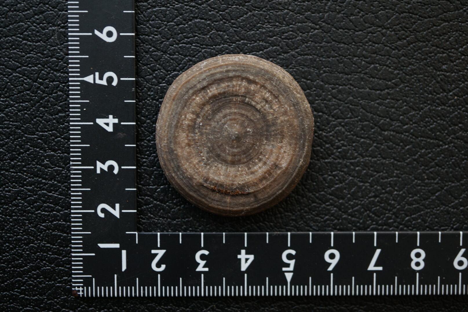 モロッコ産サンゴ化石 Cyclolites elliptica 1826 | PAY ID