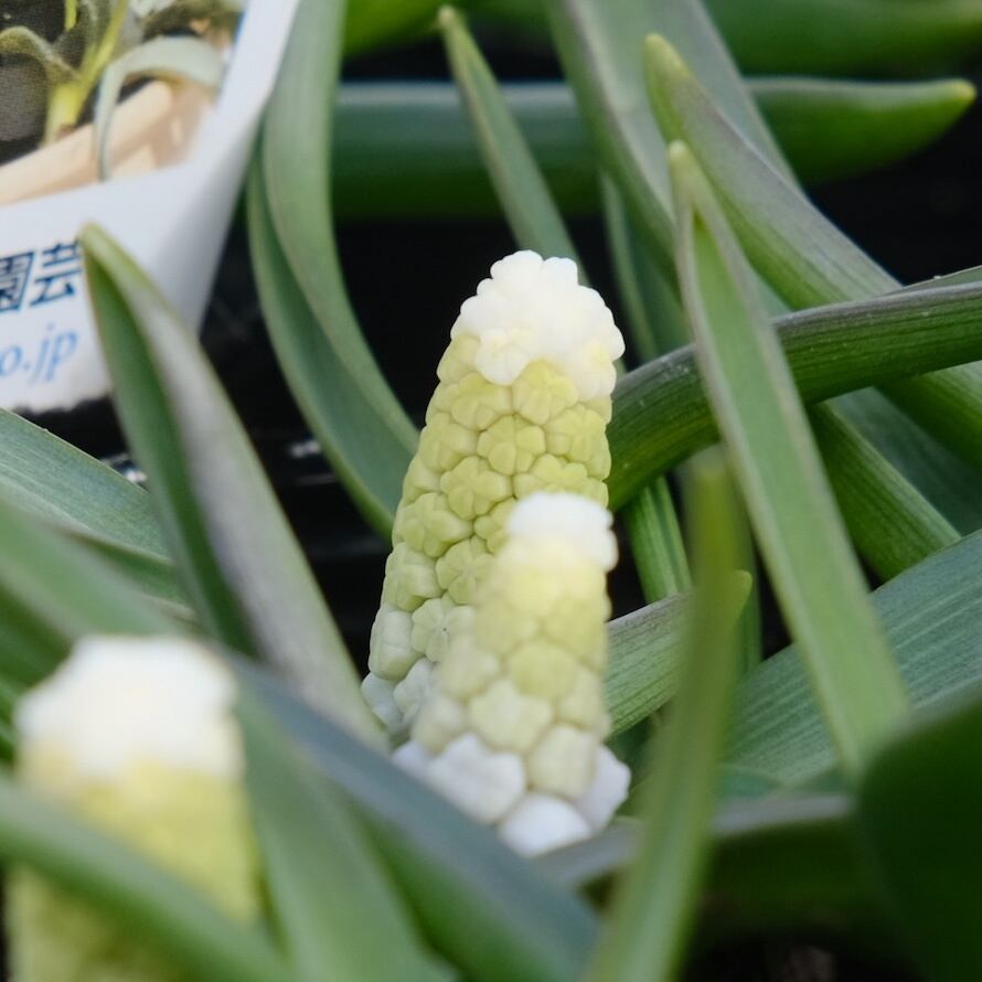 ムスカリ 《 シベリアンタイガー 》（植えっぱなし球根） | グリーン