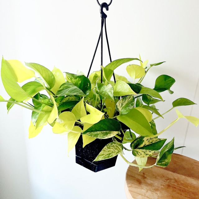 【数量限定】季節のポトスおまかせ2種セット｜15%OFF 送料無料