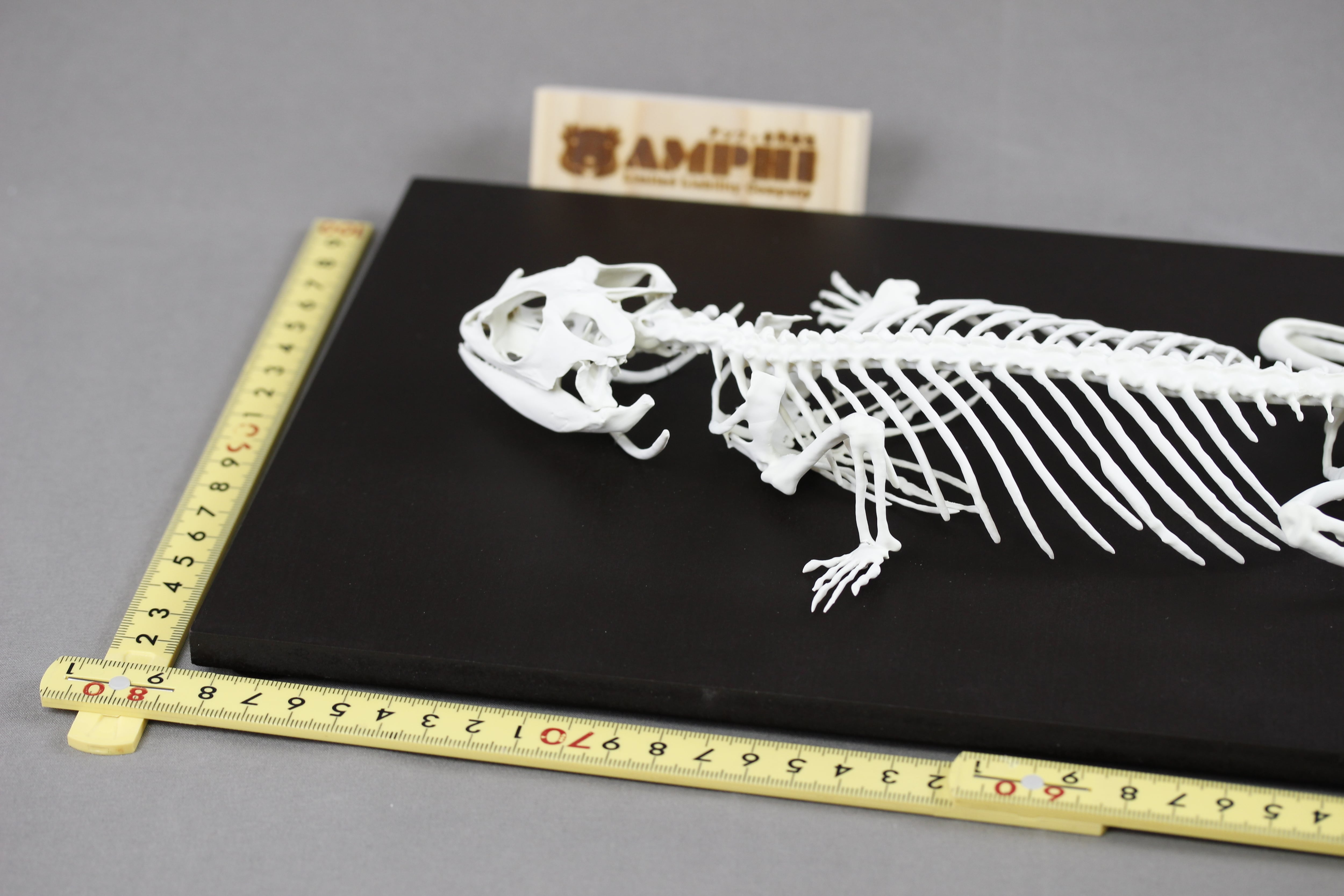 フトアゴヒゲトカゲ 原寸大全身骨格レプリカ bearded dragon, Full