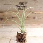 【送料無料】バルビシアーナ〔エアプランツ〕現品発送T2557