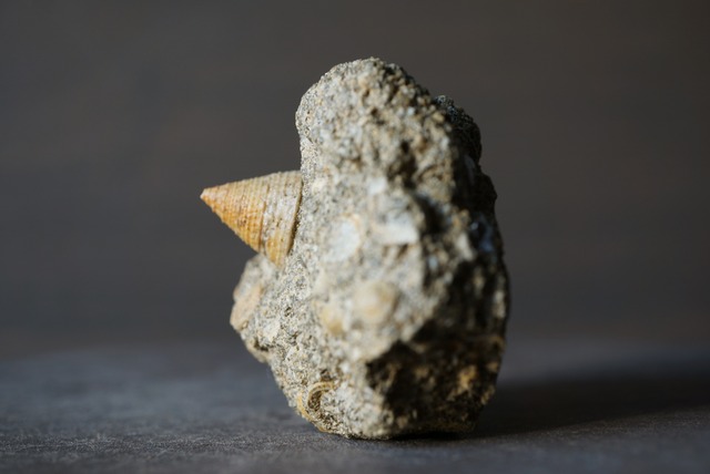 イタリア産巻貝化石 Tectus semilaevigatus 1025