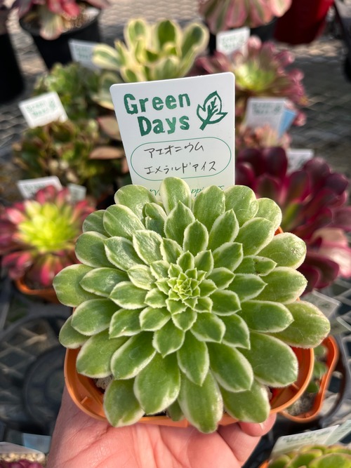 アエオニウムエメラルドアイス