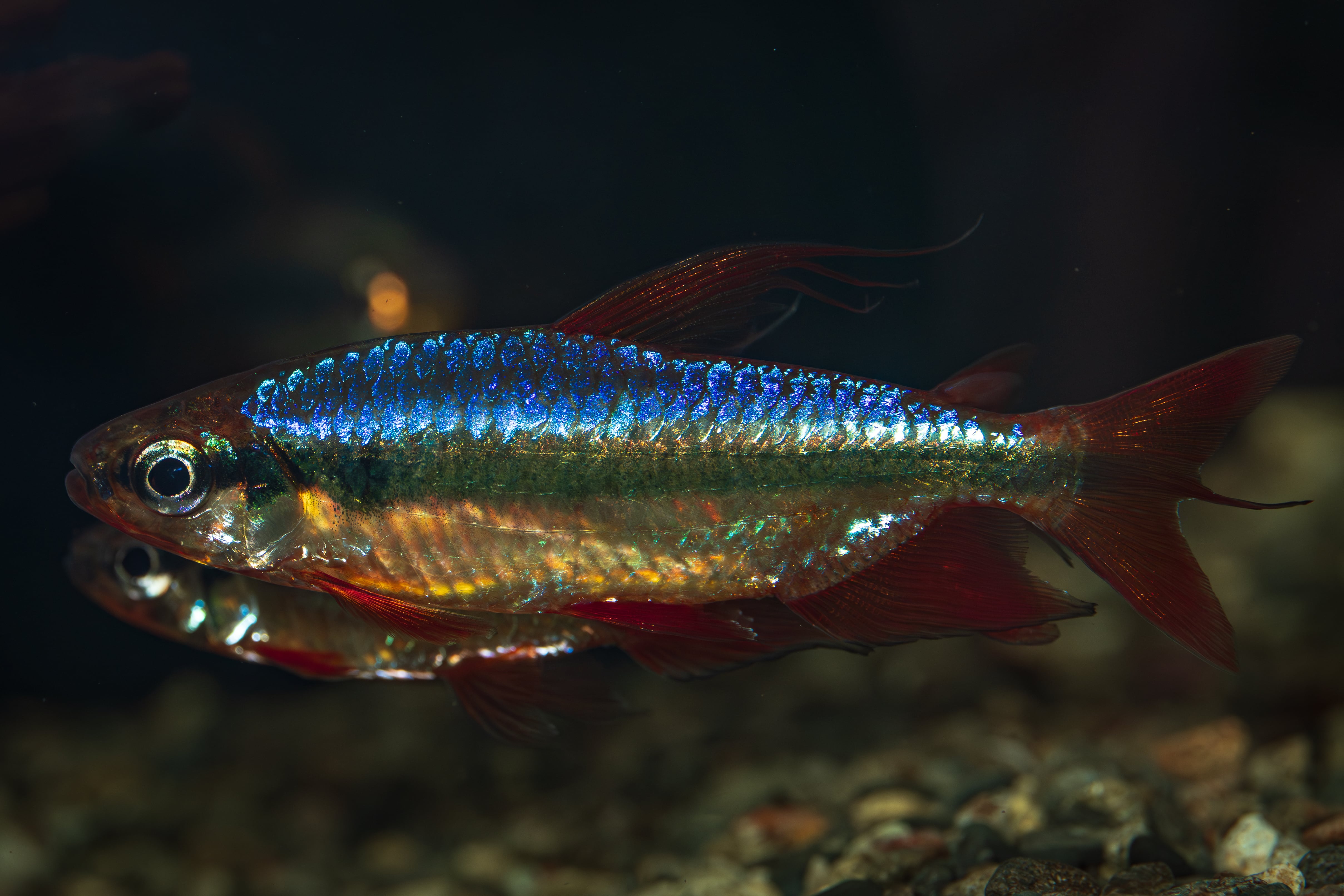 Bucephalandra sp. Purple wave (ブセファランドラsp. パープル