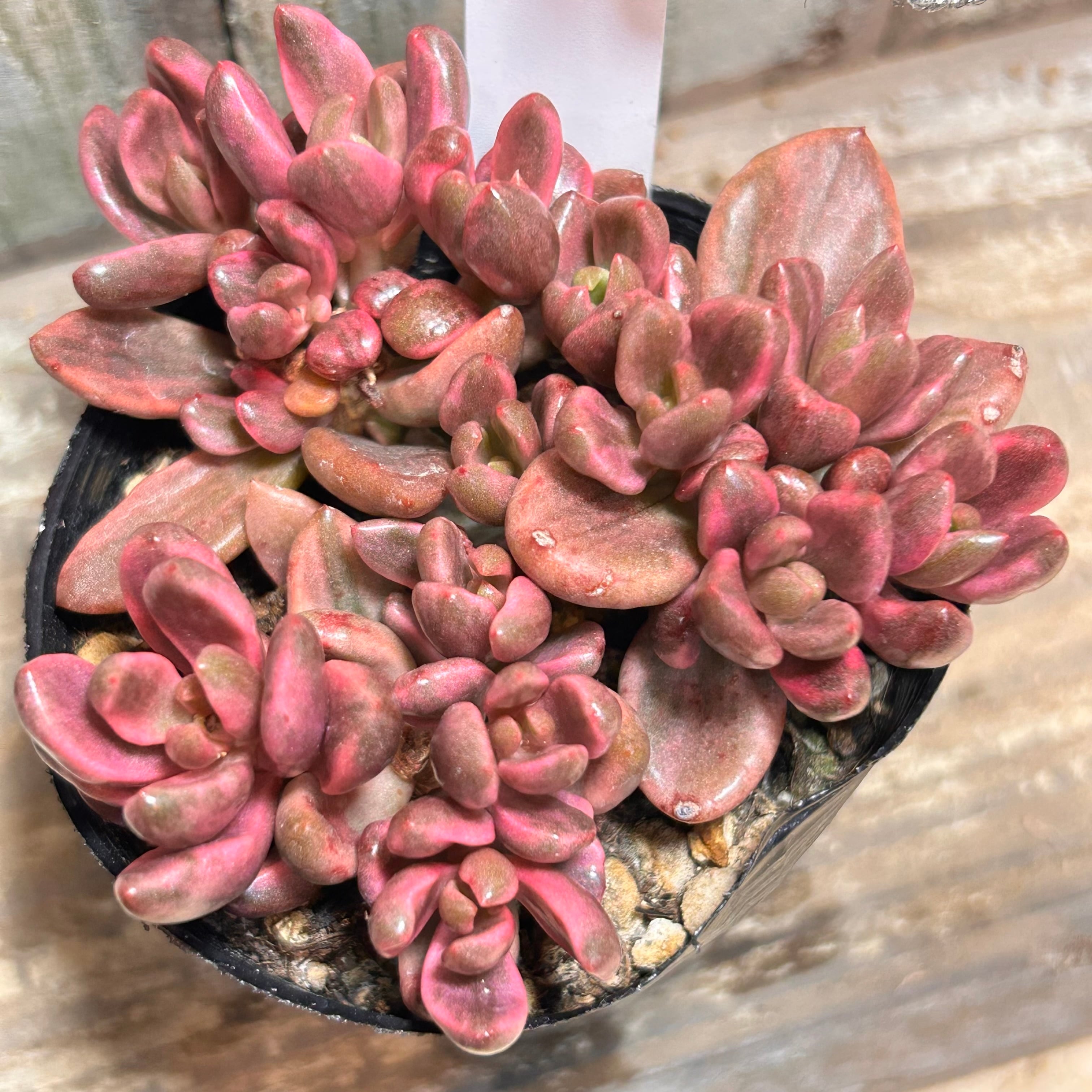 錦 | RuPo 多肉植物専門店