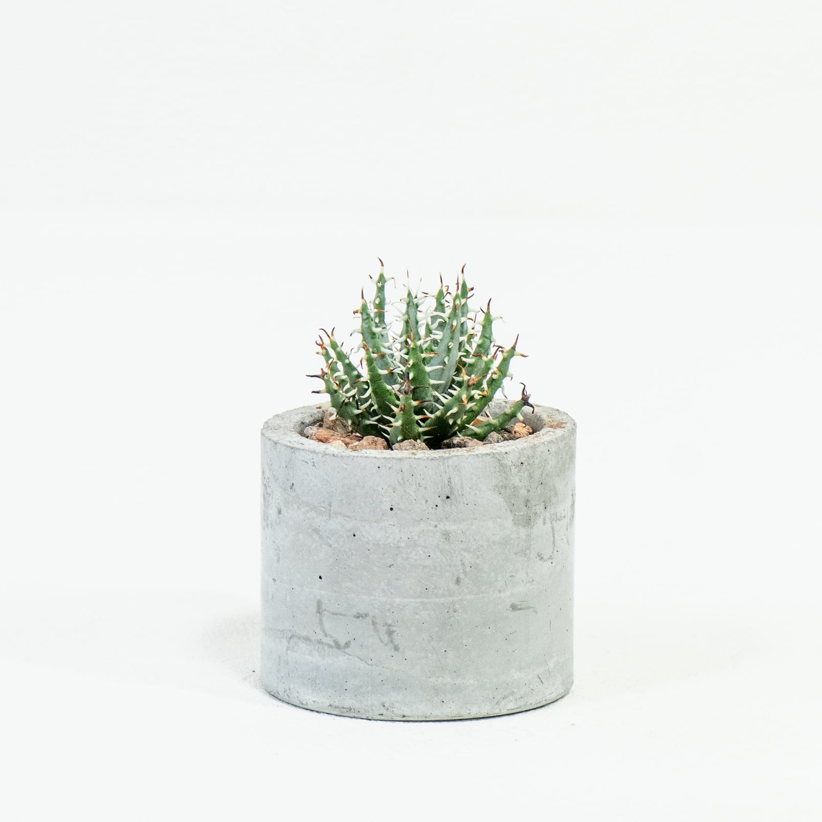 アロエ・メラナカンサ 鋭い黒棘と立体的な葉姿を楽しむ希少種|一点物ハンドメイドモルタル鉢セット インテリアグリーン【虫発生抑制用土】