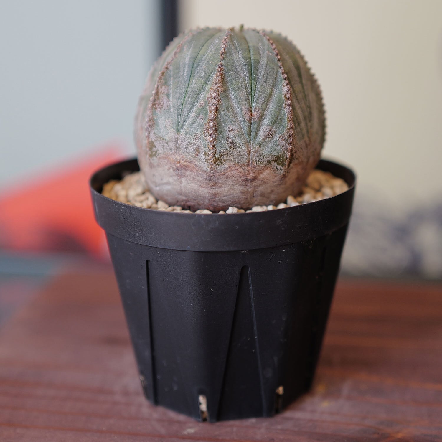 オベサ　コレクション株　まん丸　美型　木質化 オベサ コレクション株 まん丸 美型 木質化 オベサ 木質化 美株